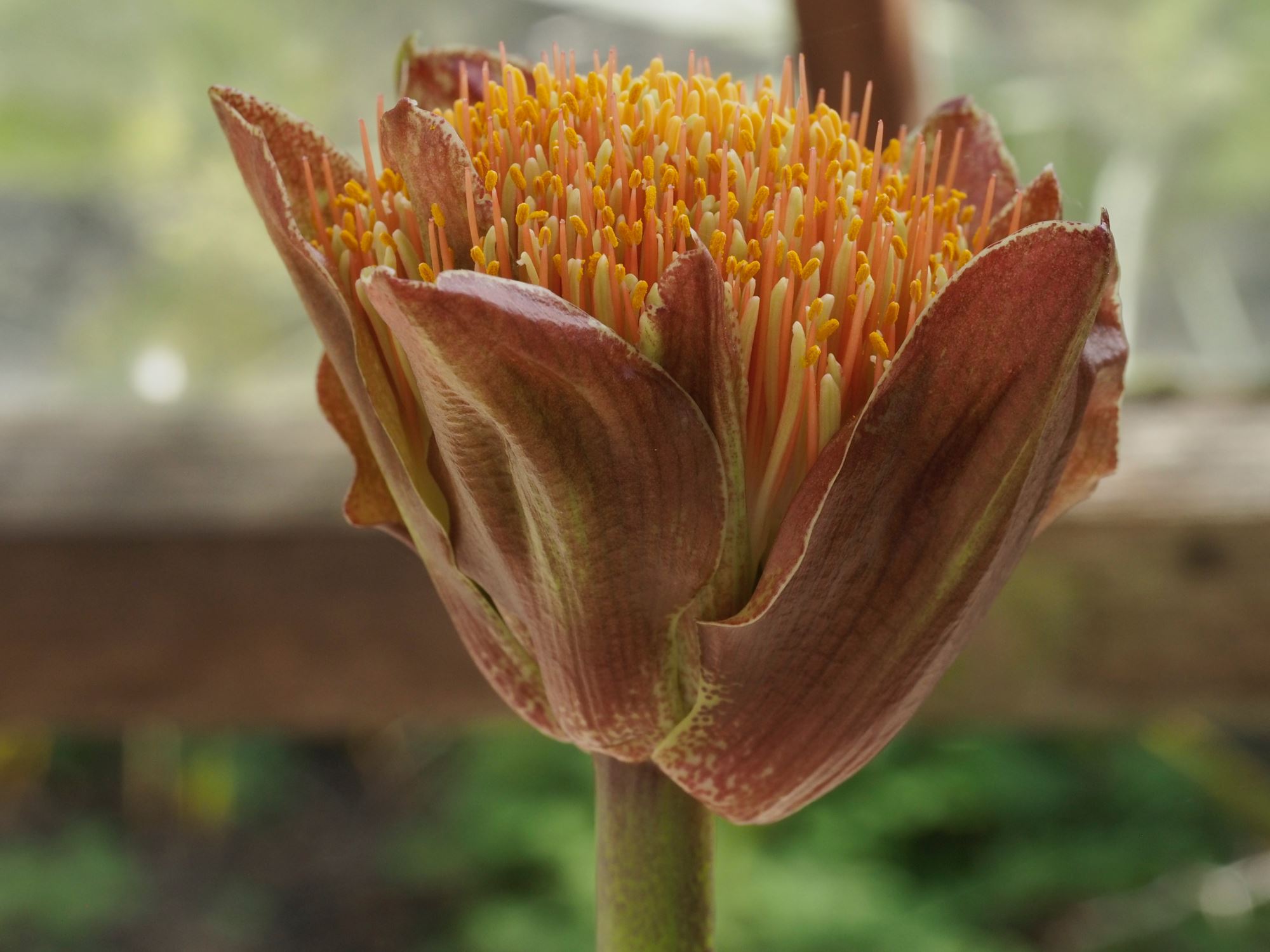 Image of Scadoxus puniceus