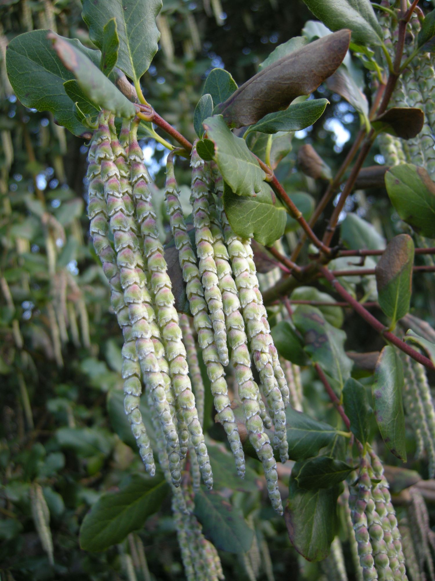 Image of Garrya Ã— issaquahensis