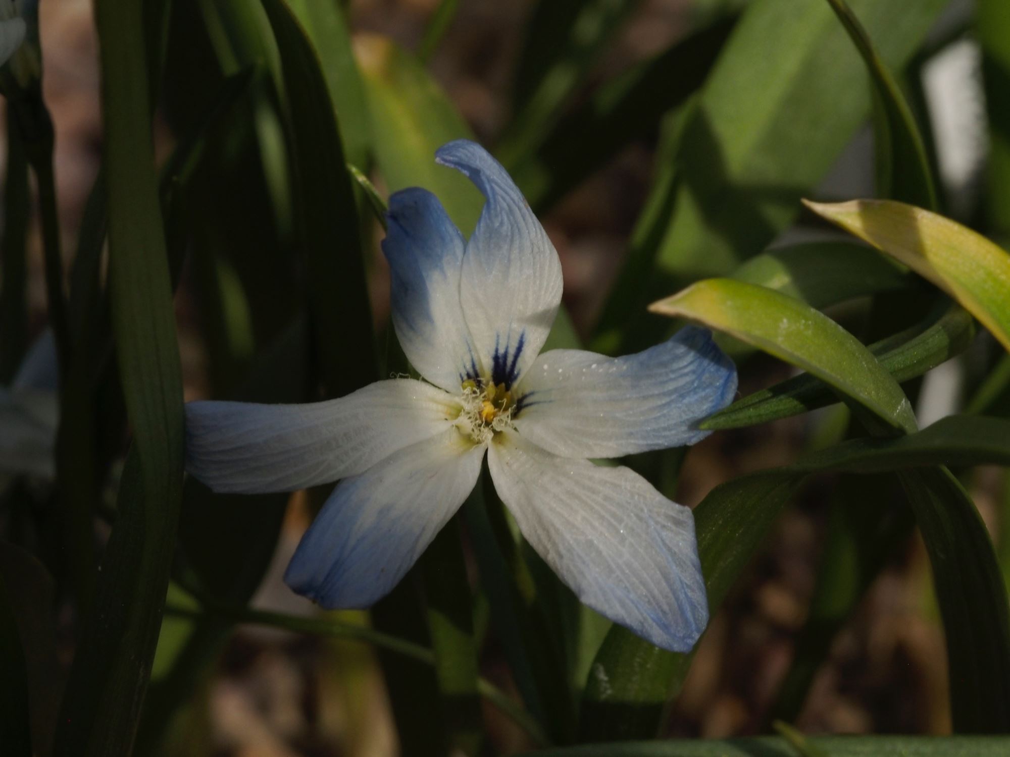 Image of Tecophilaea cyanocrocus var. leichtlinii