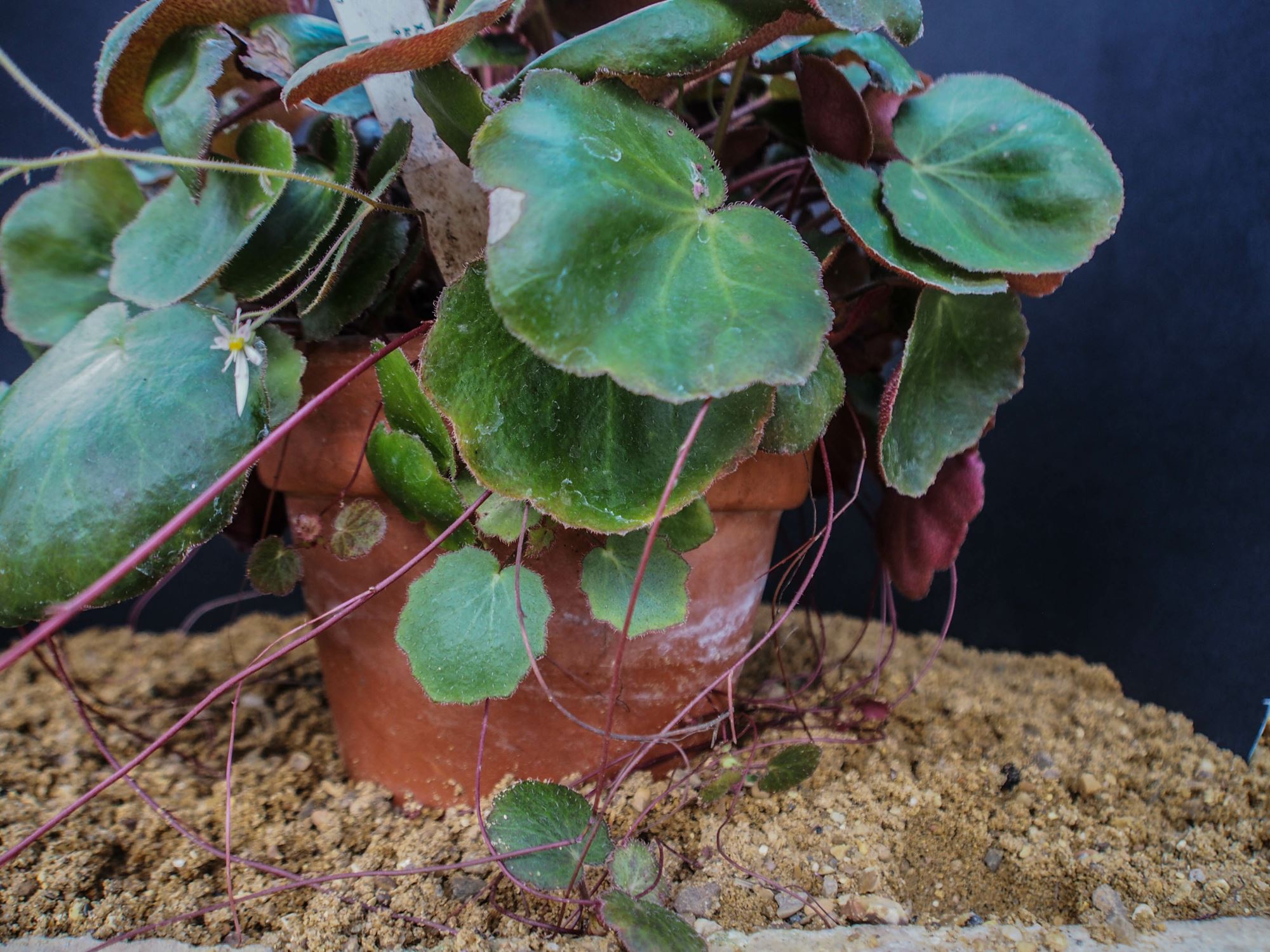 Image of Saxifraga stolonifera