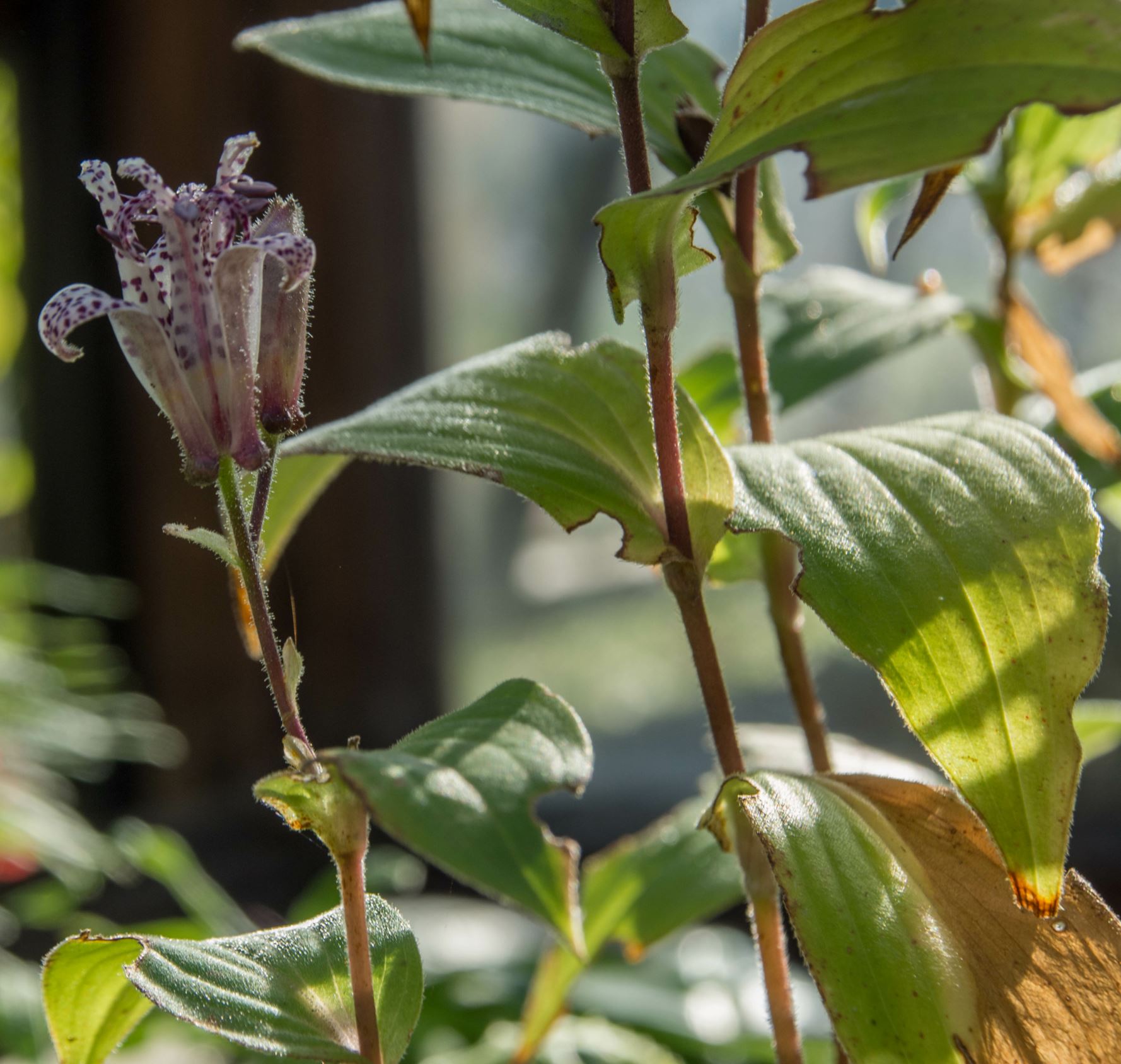 Image of Tricyrtis stolonifera