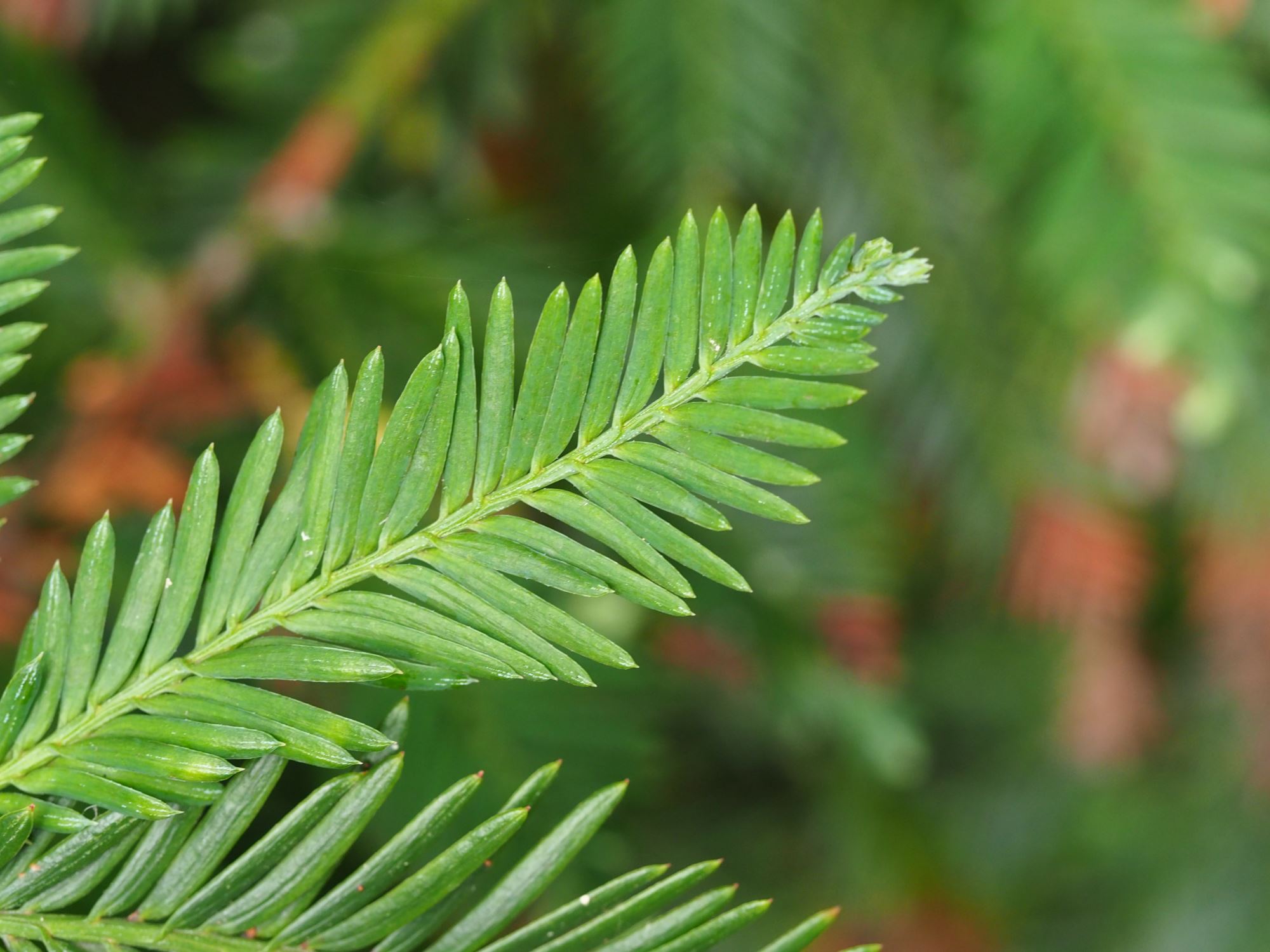 Image of Sequoia sempervirens