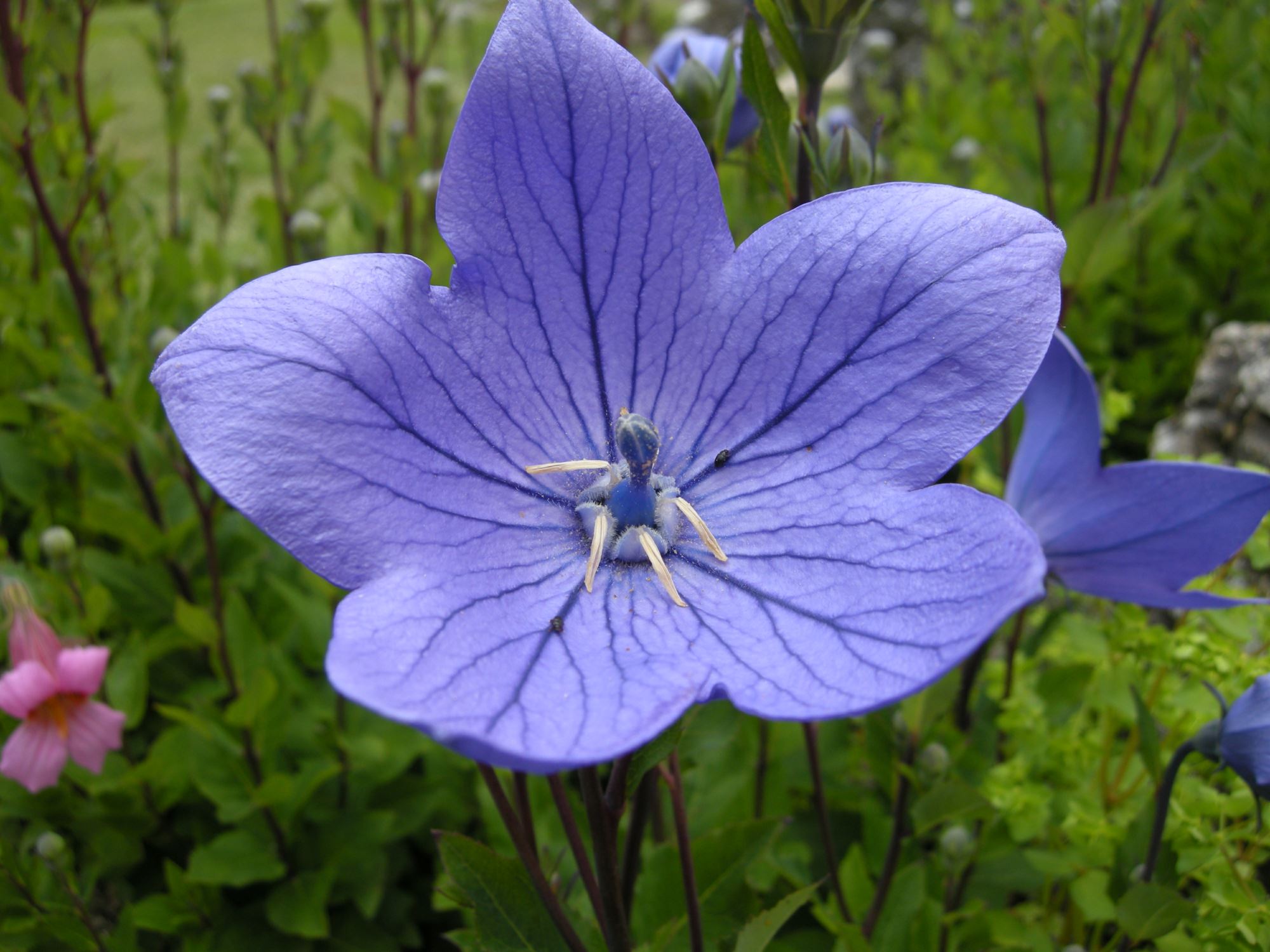 Image of Platycodon grandiflorus