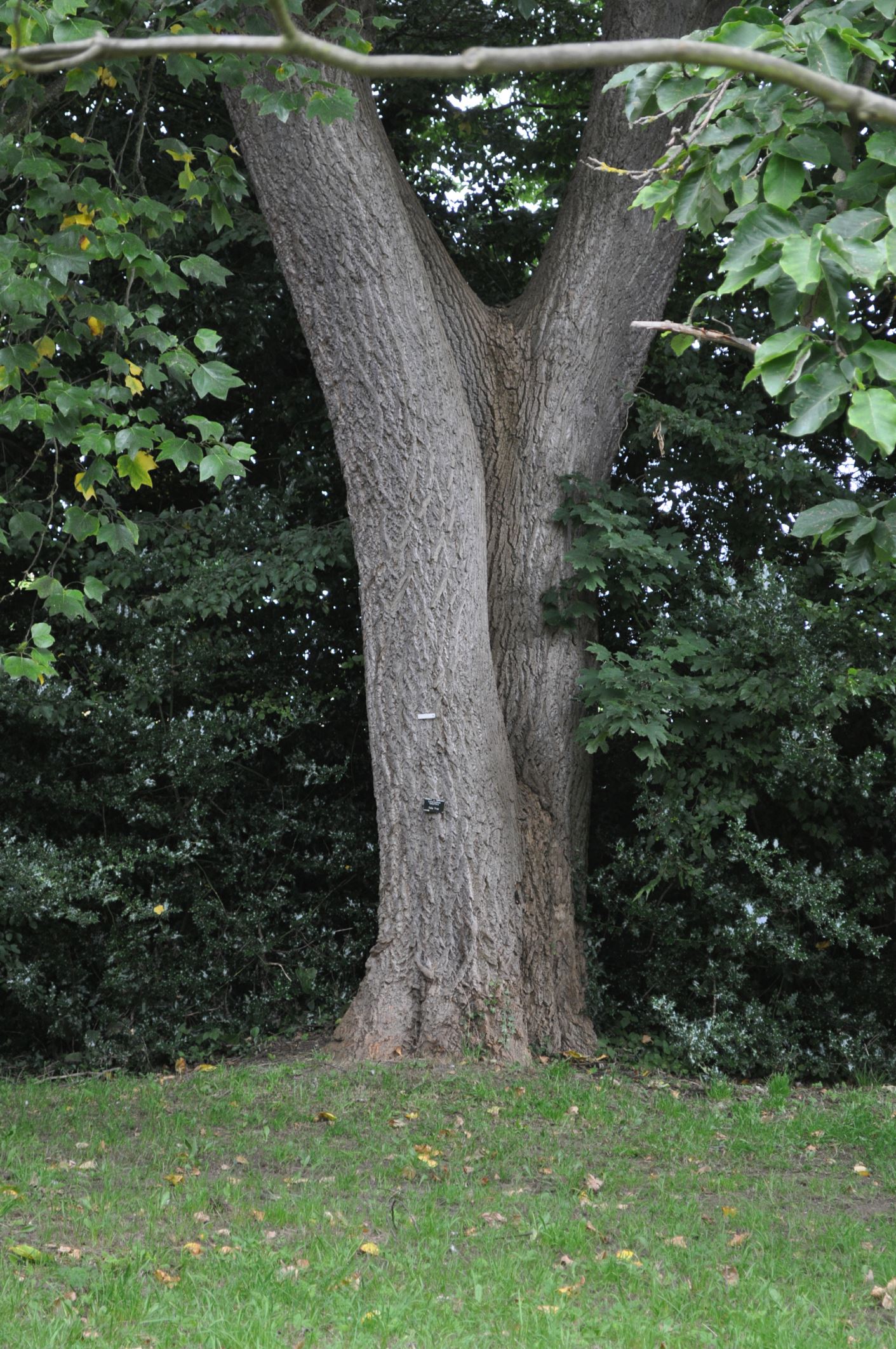 Image of Liriodendron tulipifera