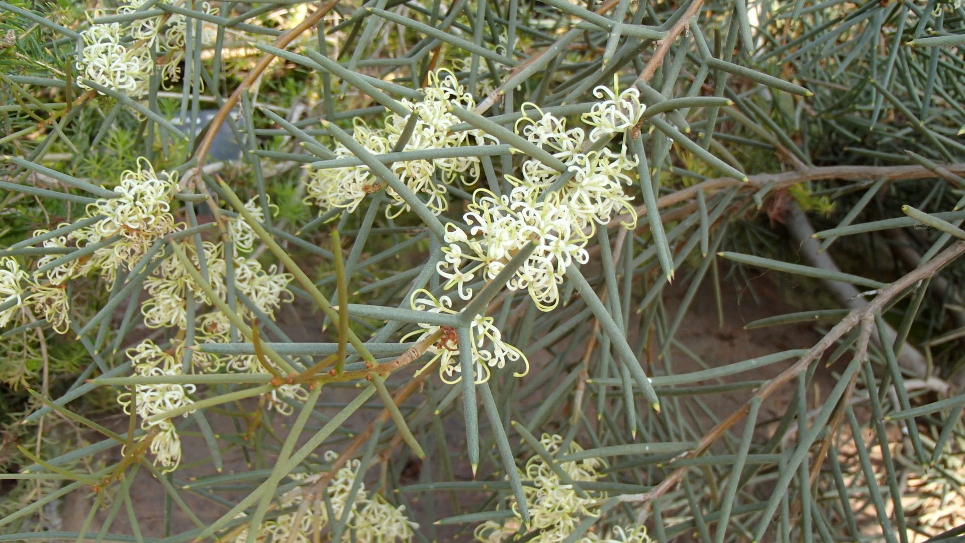 Image of Hakea recurva