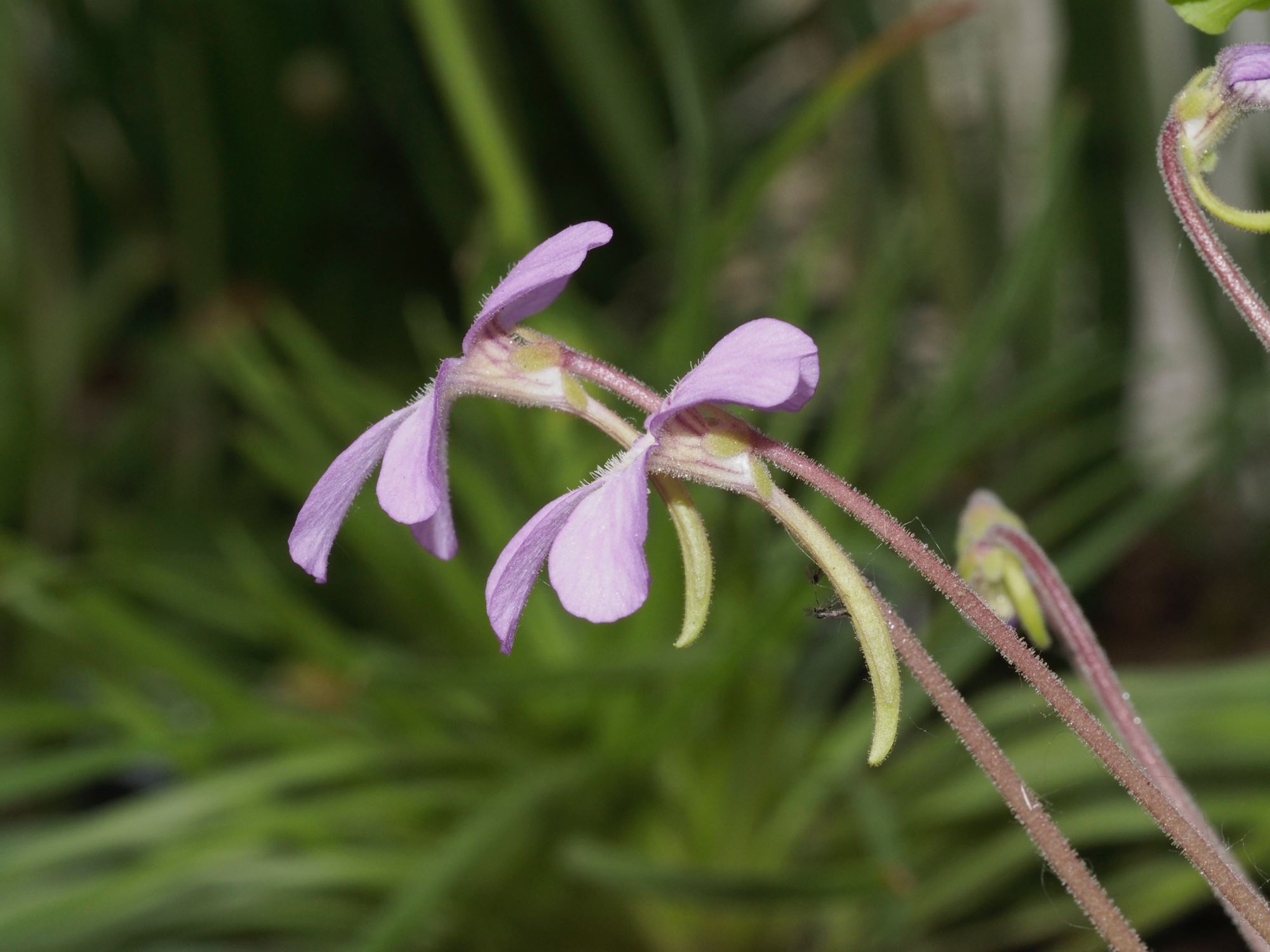 Image of Pinguicula laueana Ã— P. agnata