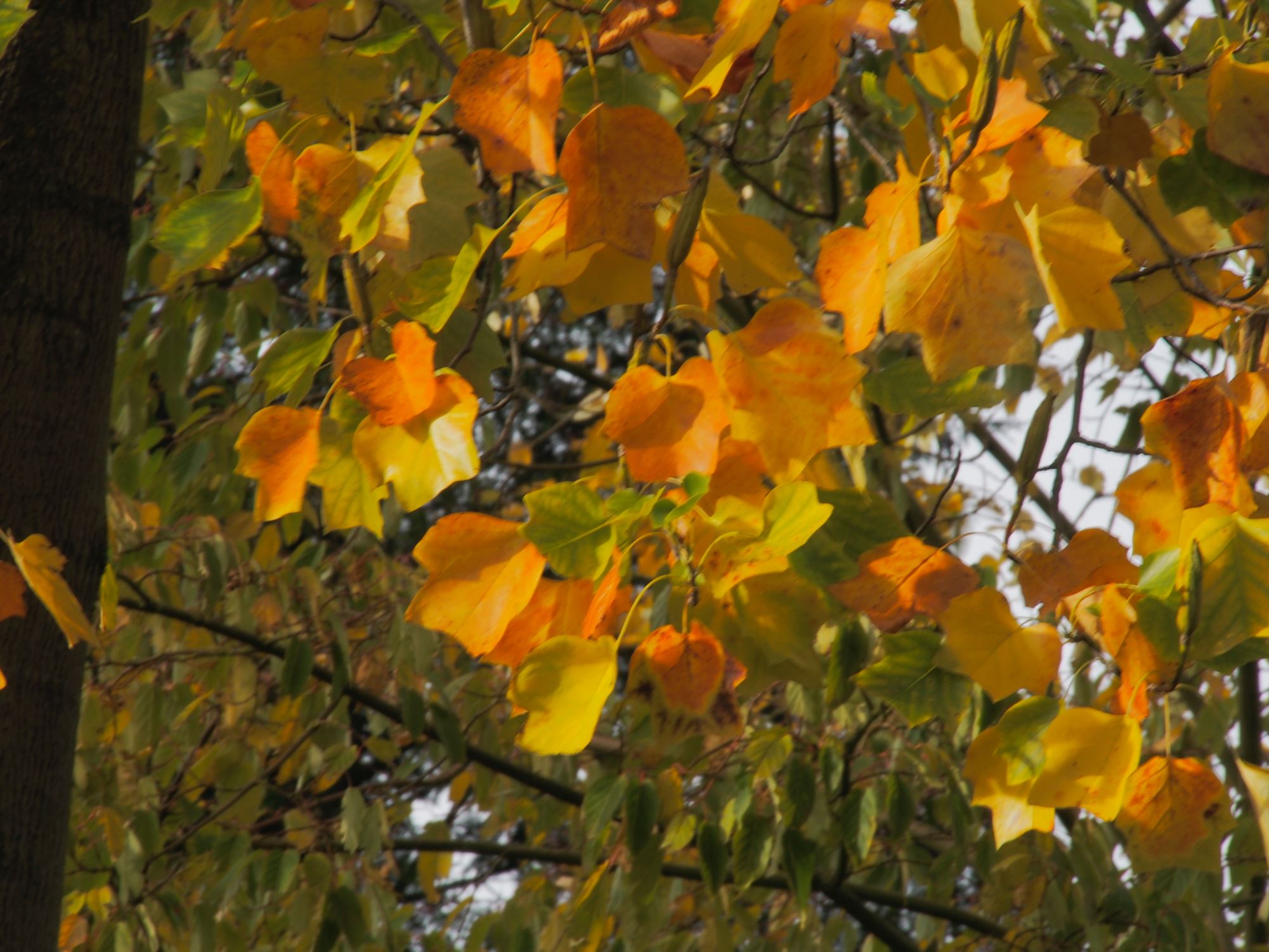 Image of Liriodendron tulipifera
