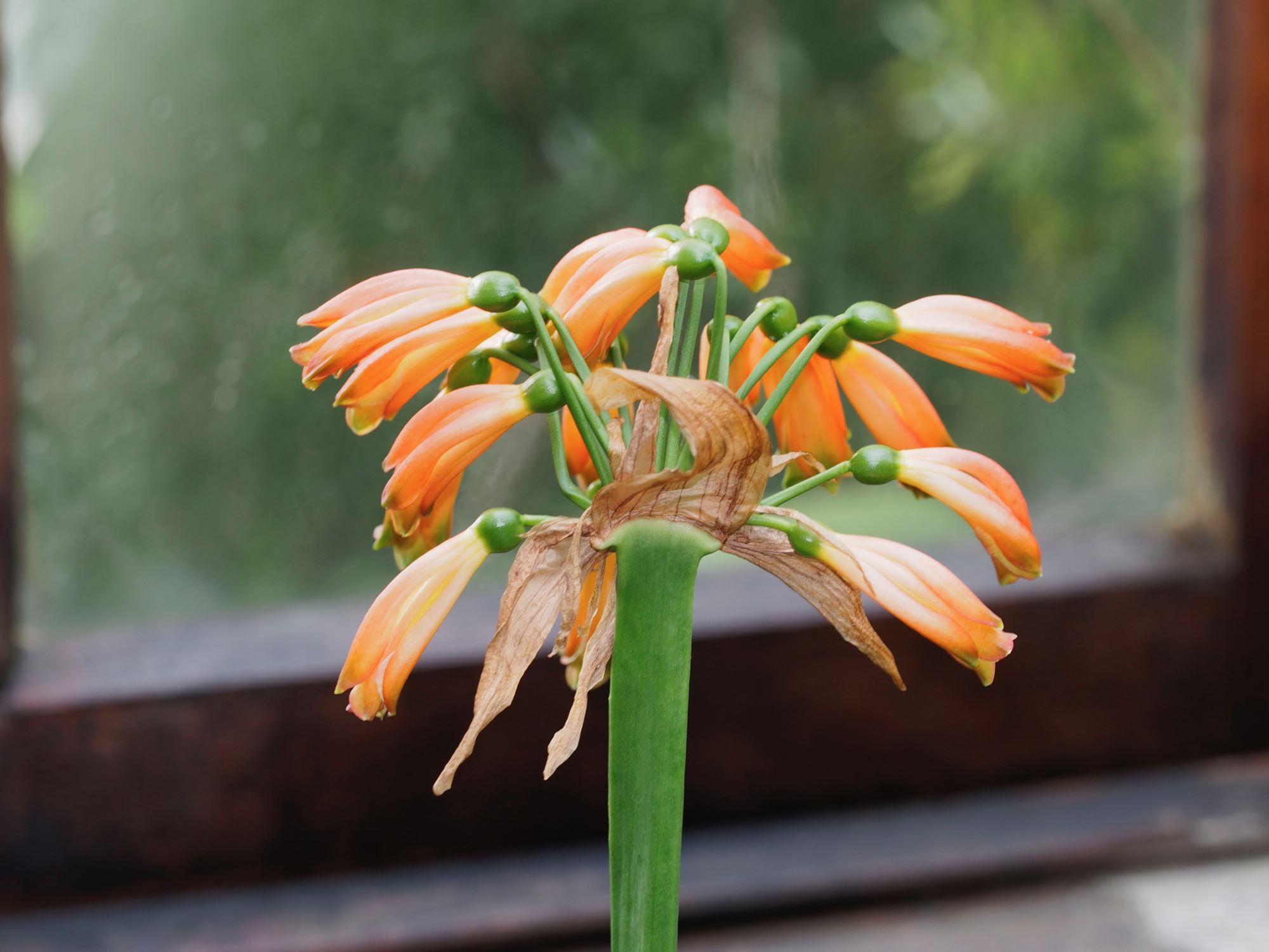 Image of Clivia gardenii