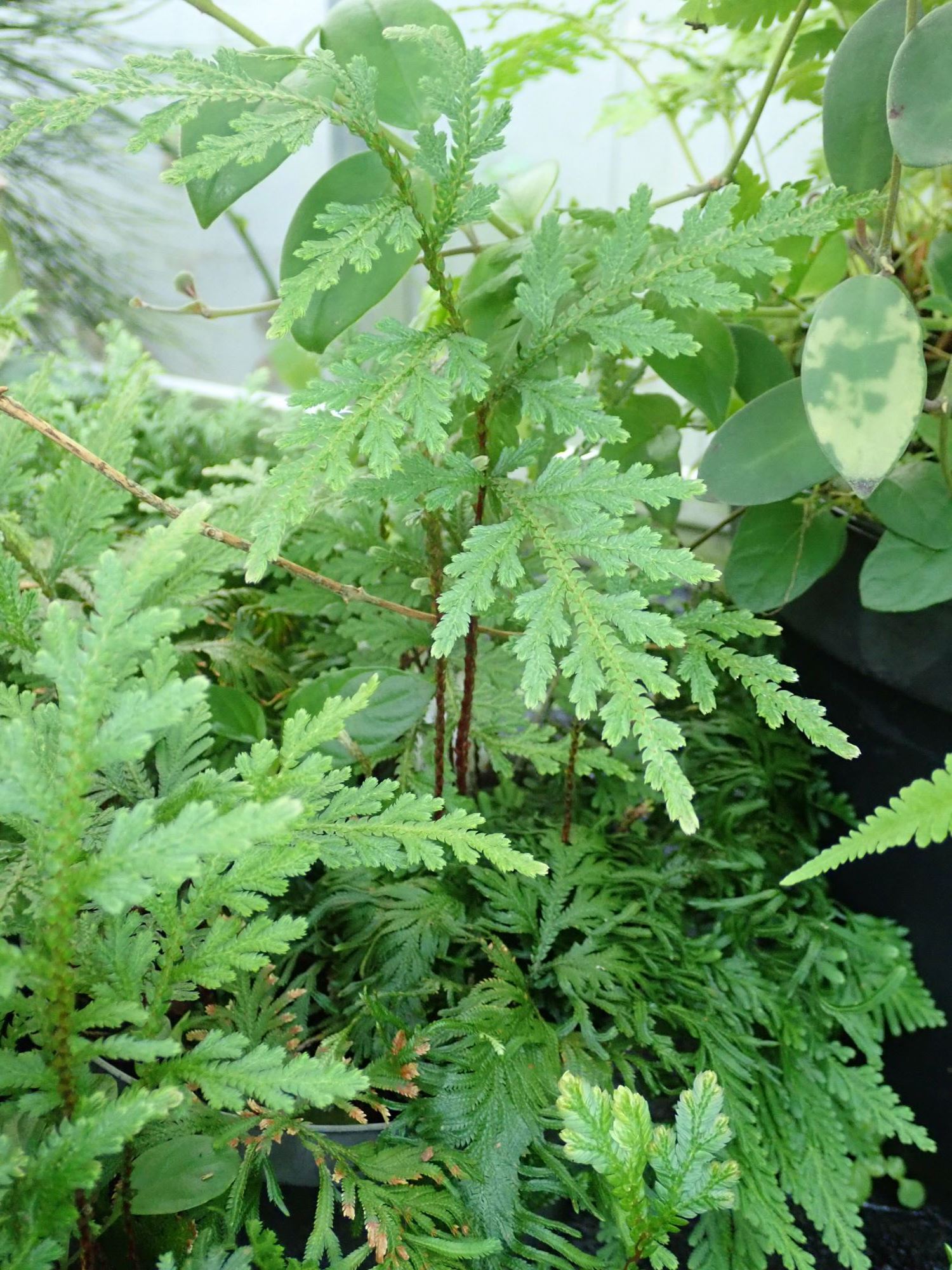 Image of Selaginella erythropus