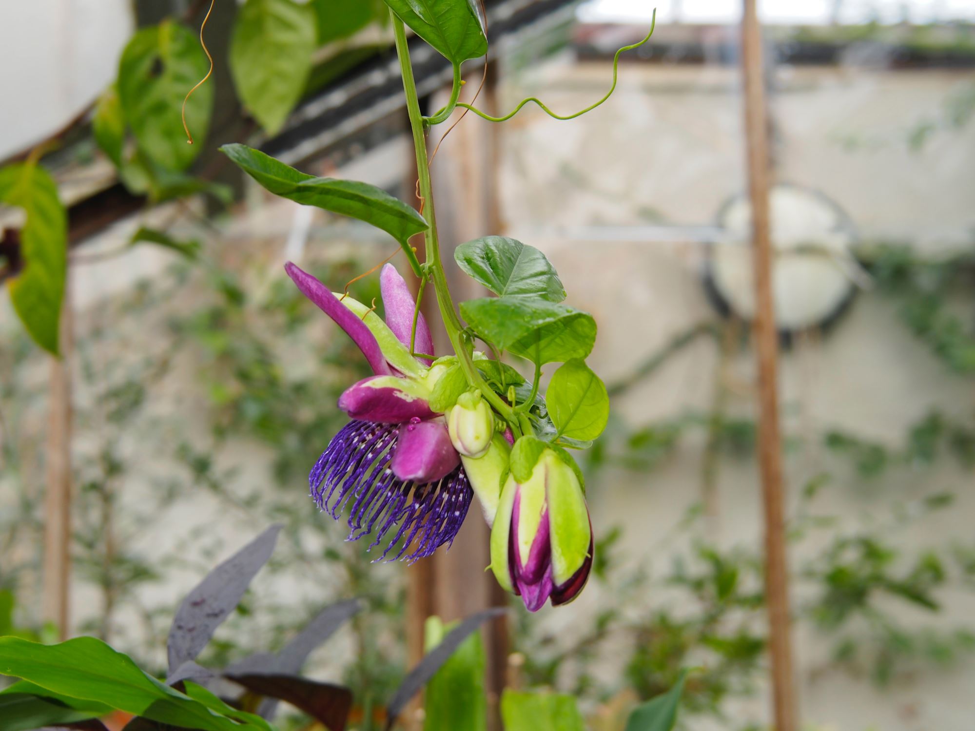 Image of Passiflora trialata