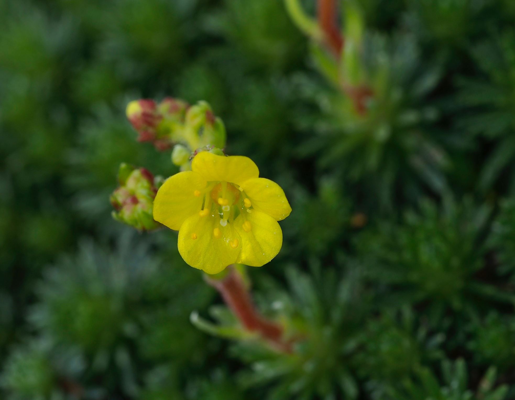 Image of Saxifraga Ã— borisii