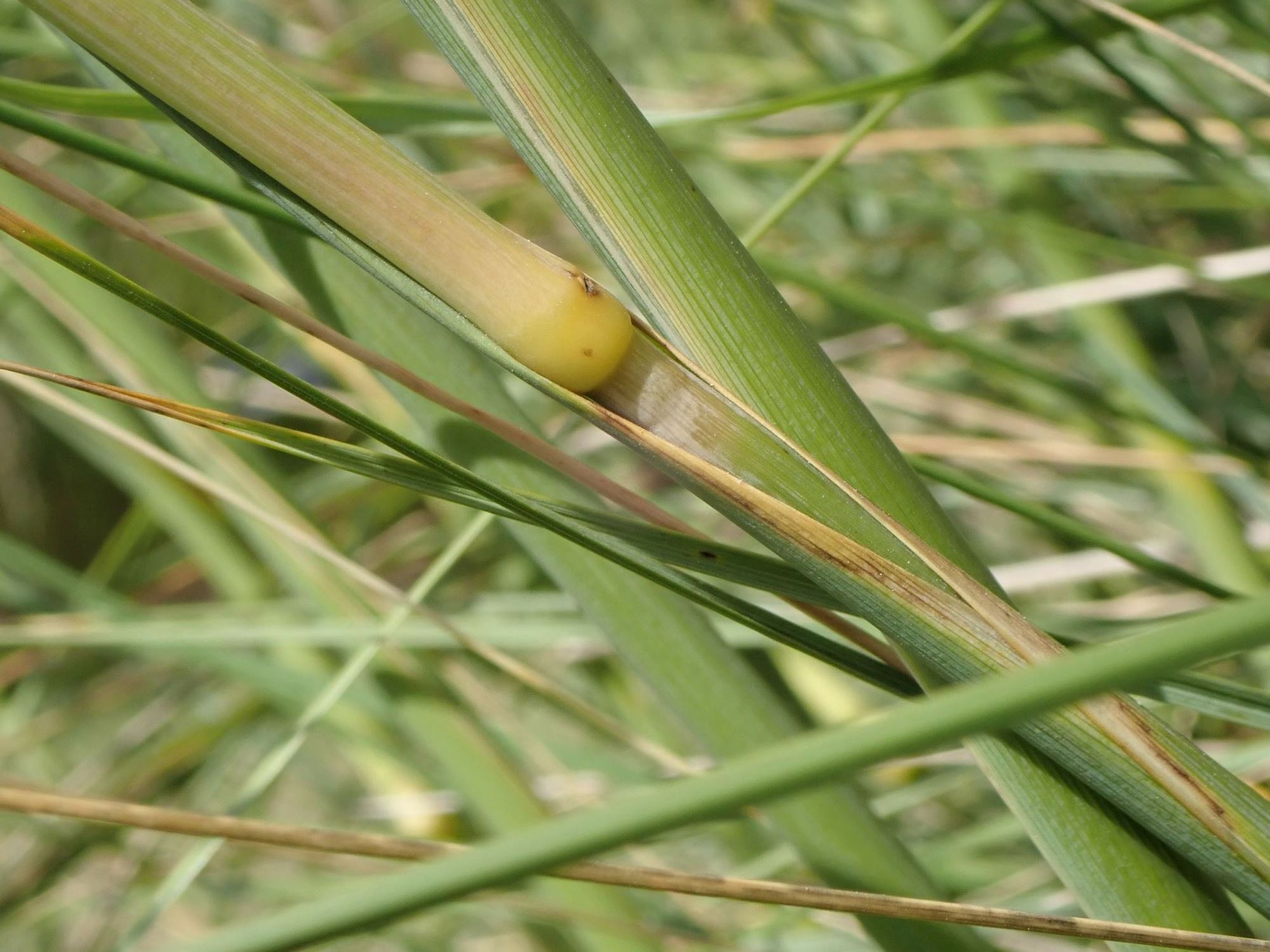 Image of Celtica gigantea