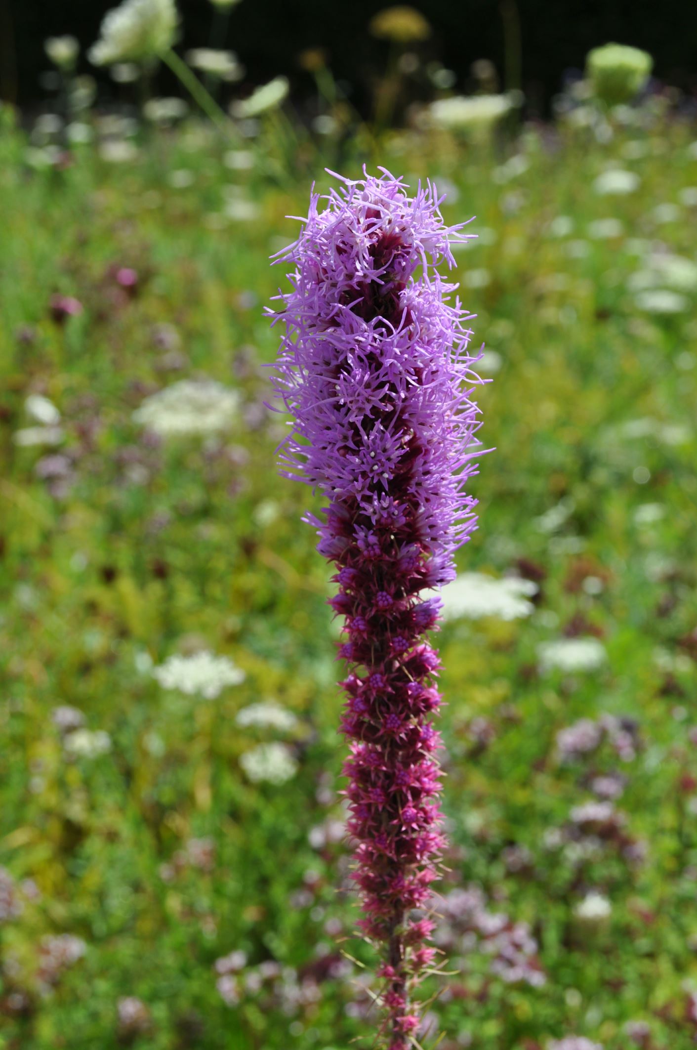Image of Liatris spicata