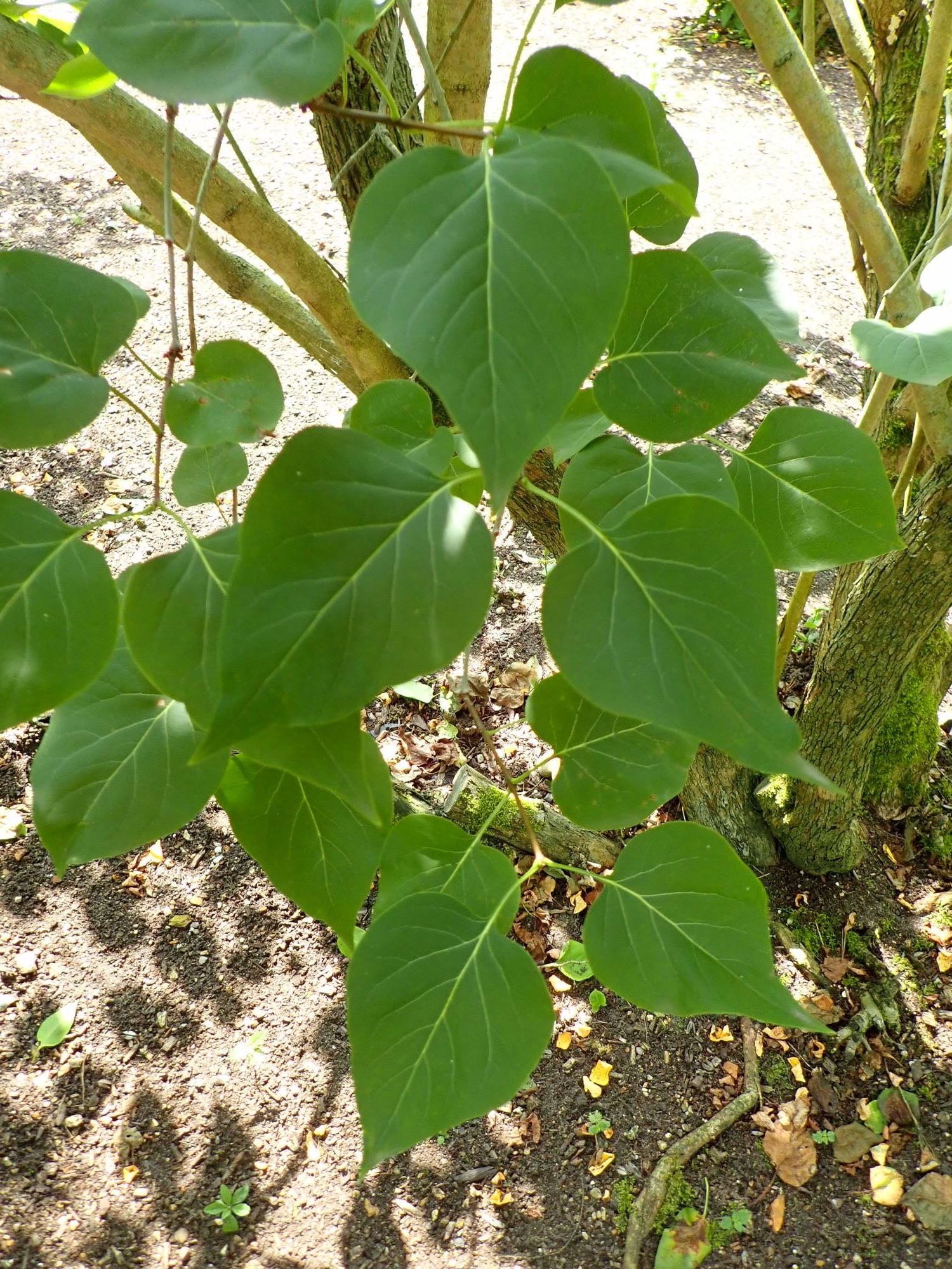 Image of Syringa 'Charles X'