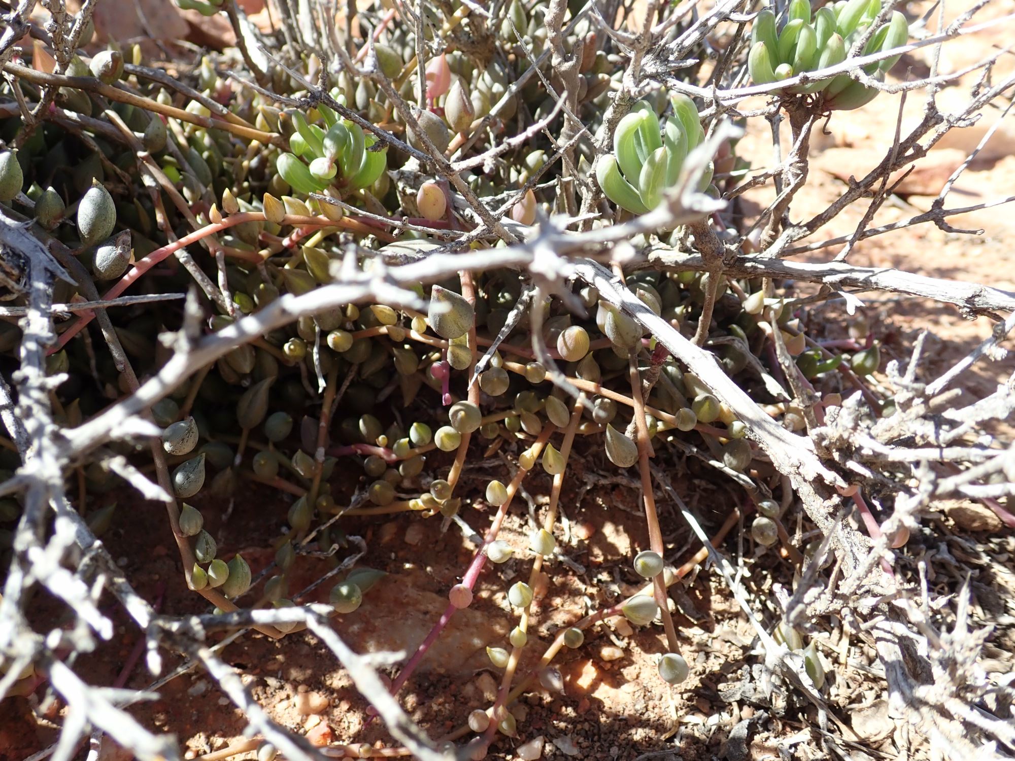 Image of Antimima sp.