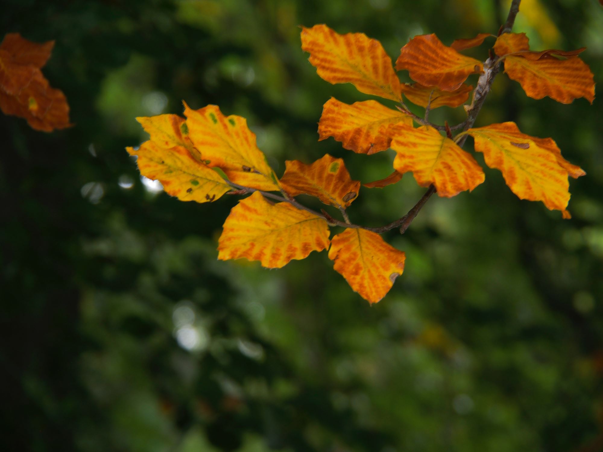 Image of Fagus sylvatica