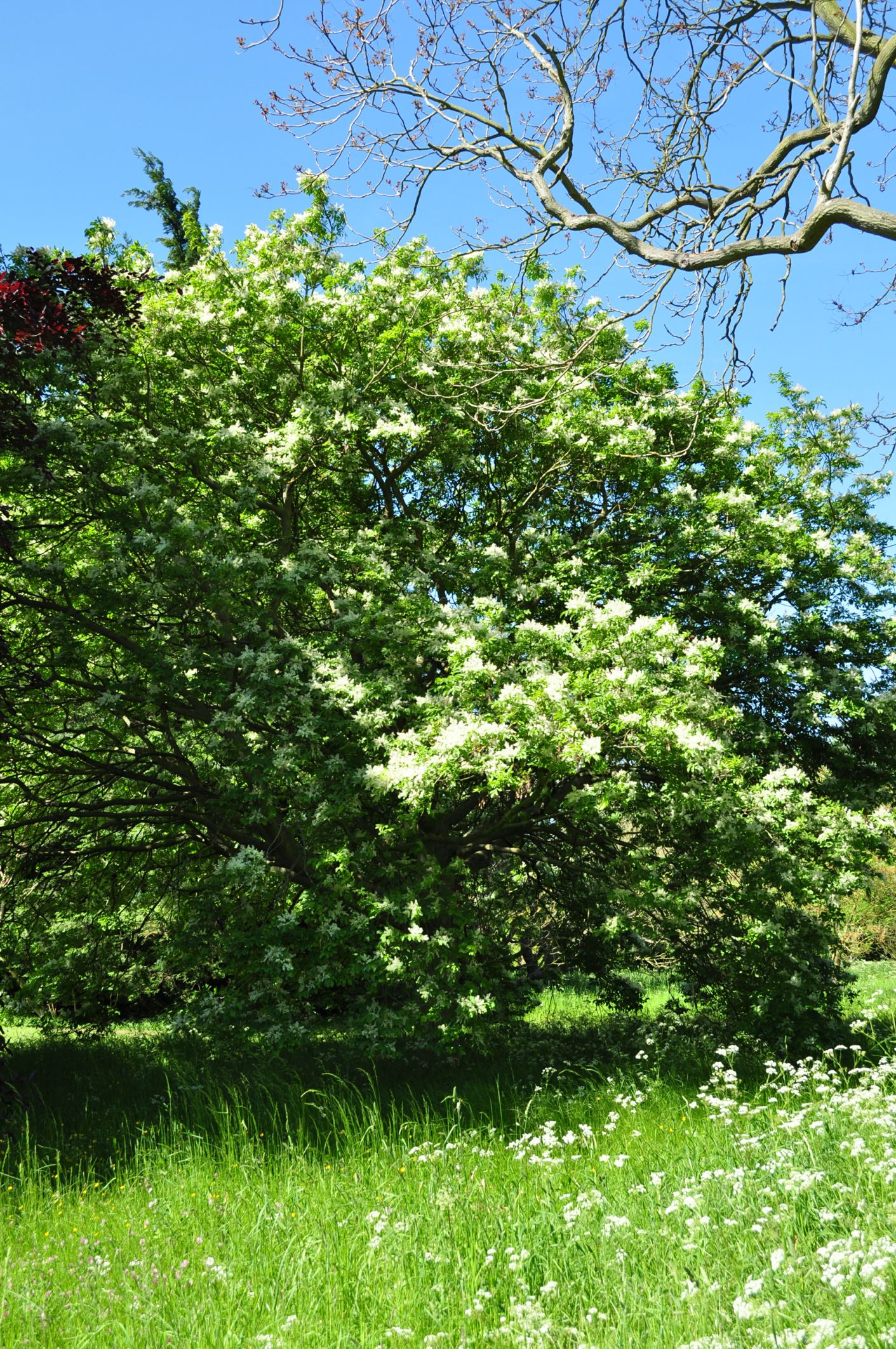 Image of Fraxinus ornus