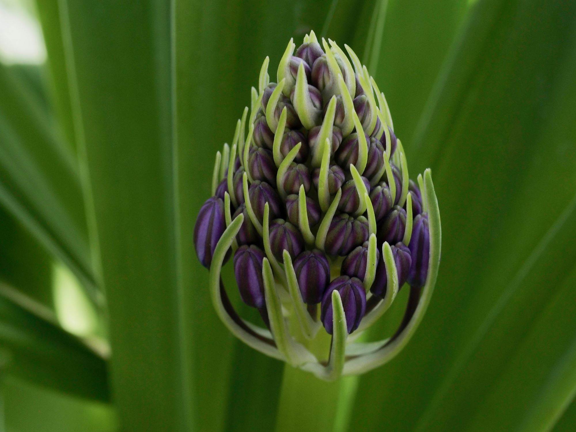 Image of Scilla peruviana