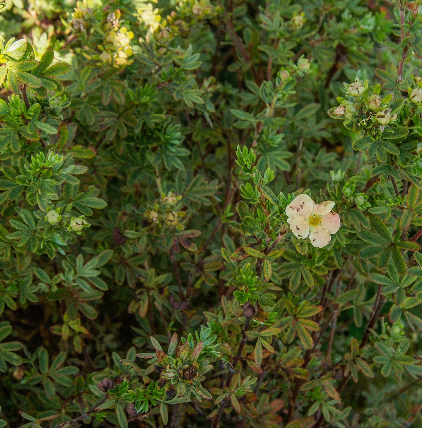 Image of Potentilla fruticosa 'Daydawn'