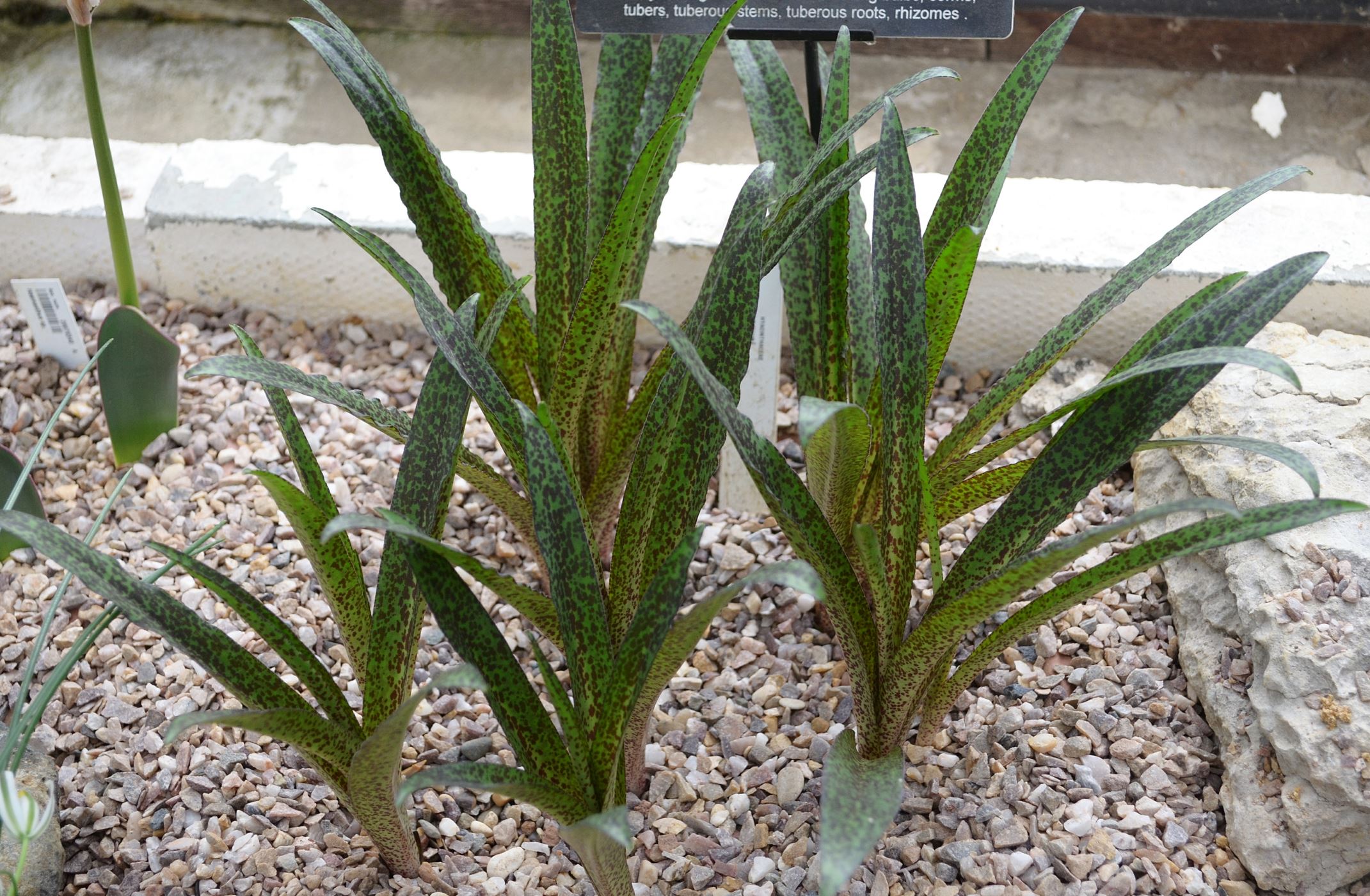 Image of Eucomis vandermerwei
