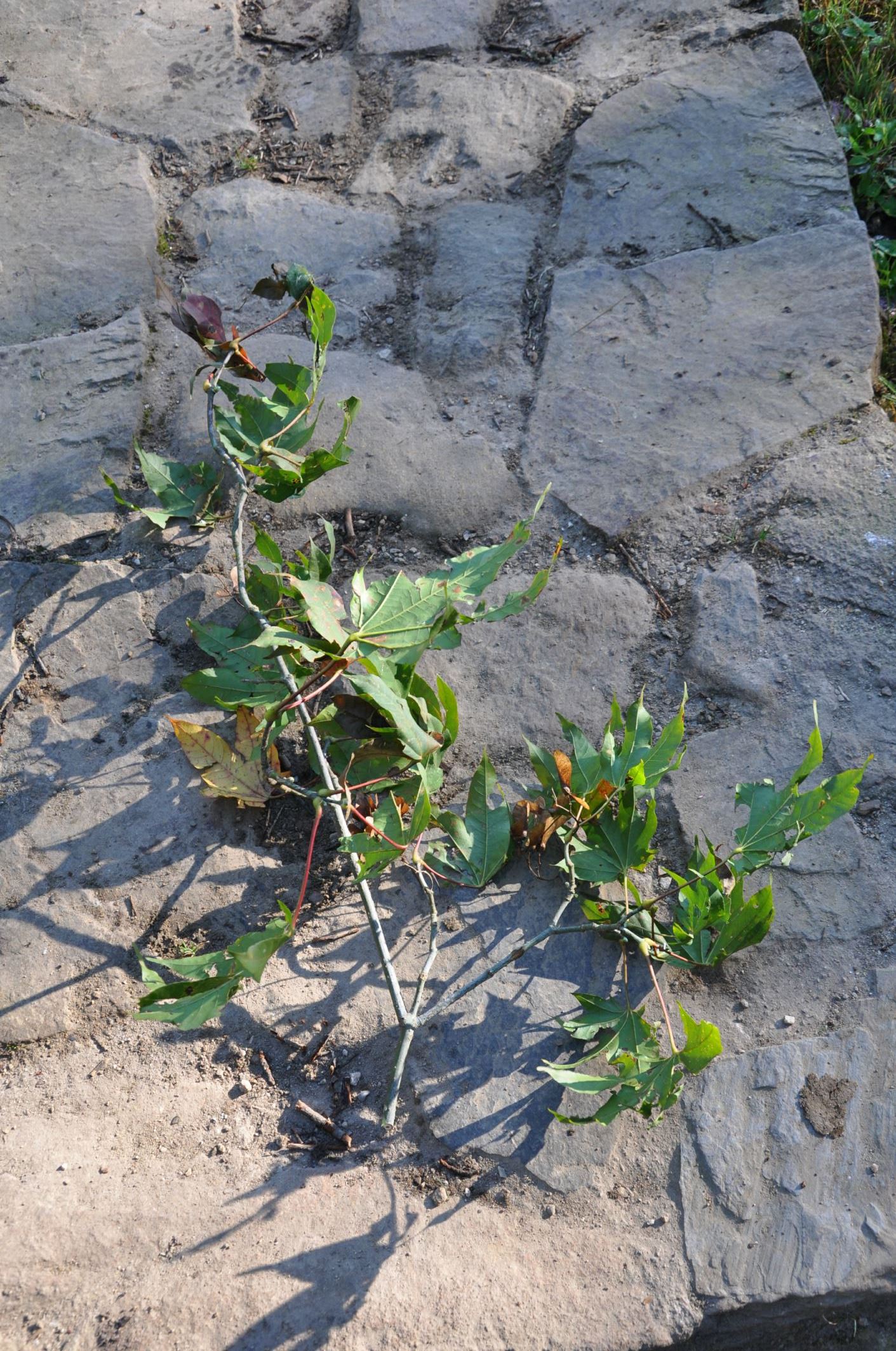 Image of Acer campbellii subsp. flabellatum