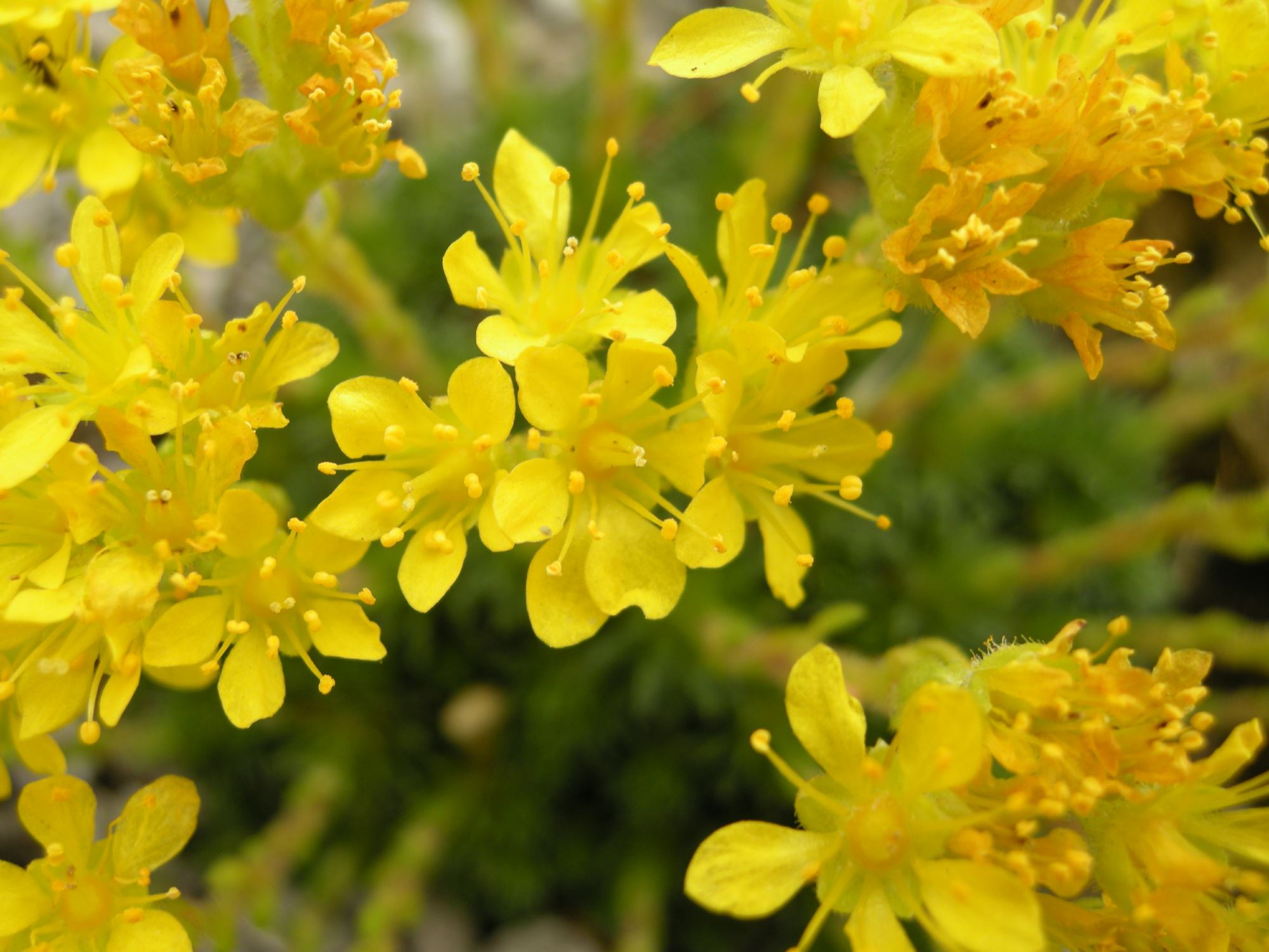Image of Saxifraga Ã— eudoxiana 'Haagii'