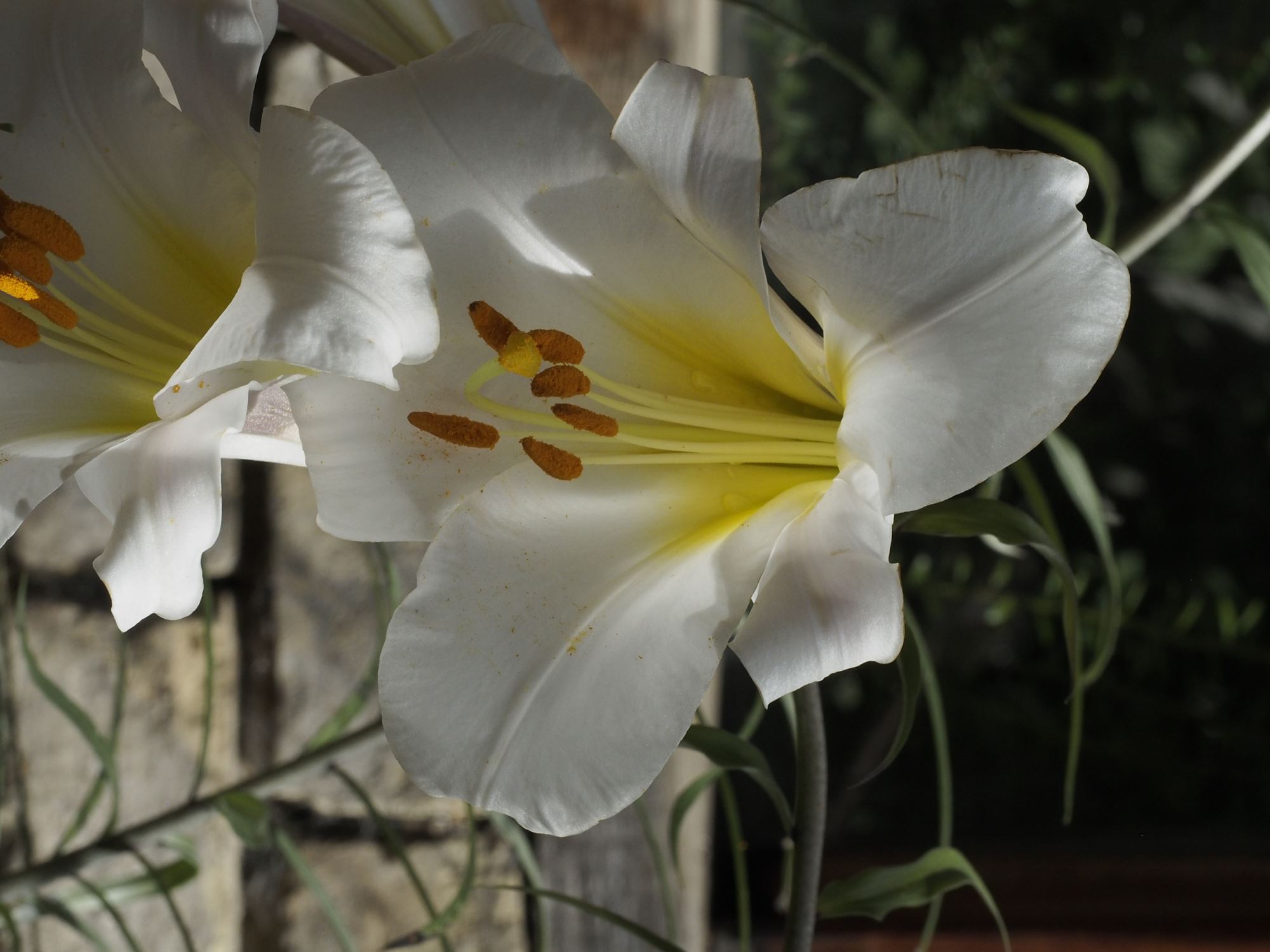 Image of Lilium pumilum