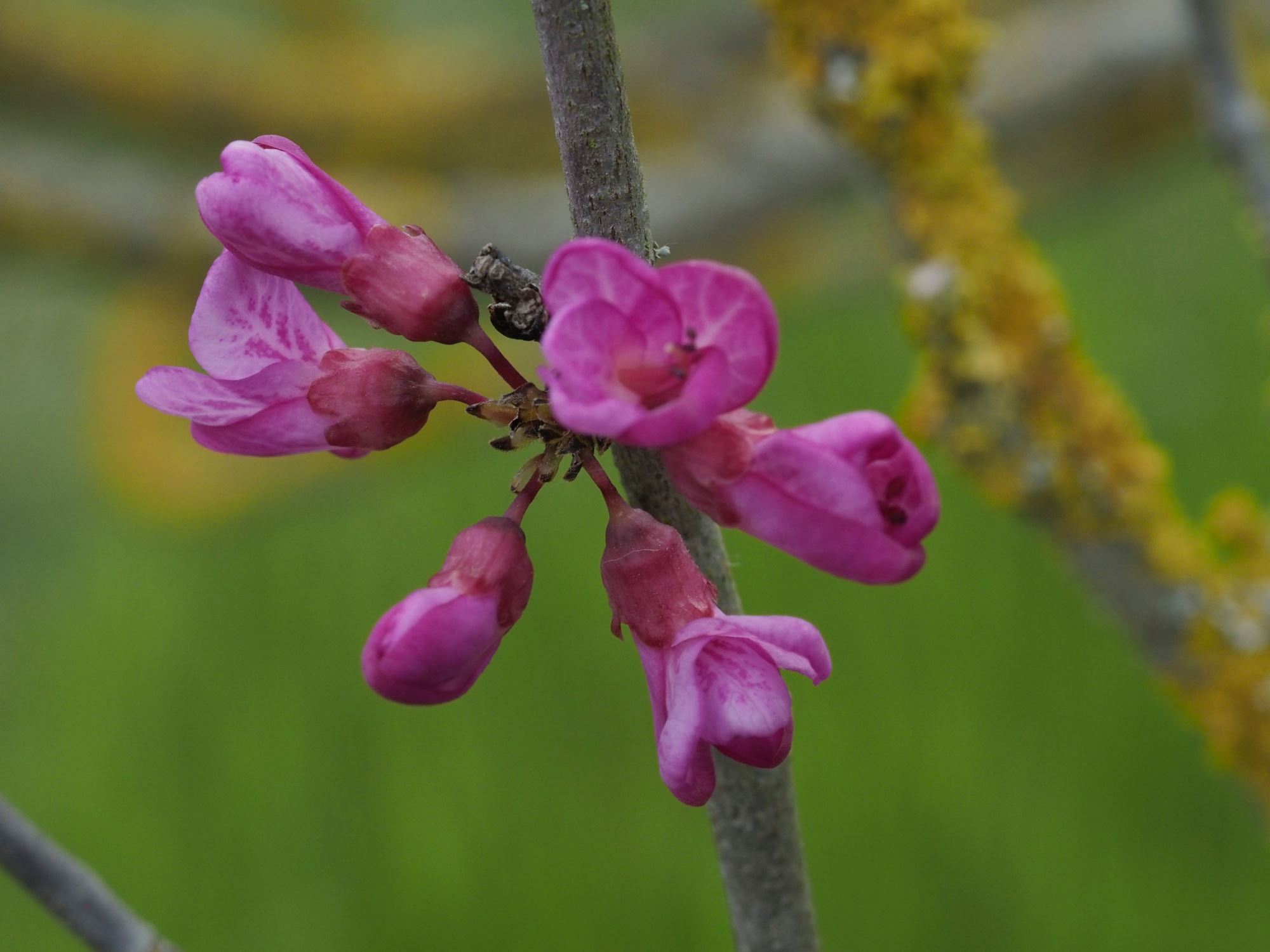 Image of Cercis chinensis