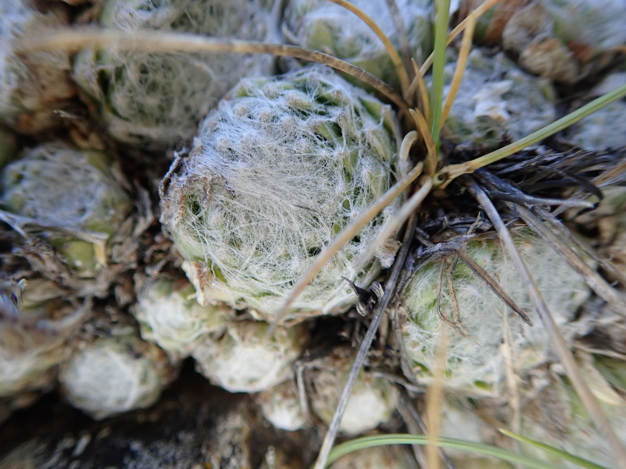 Image of Sempervivum arachnoideum