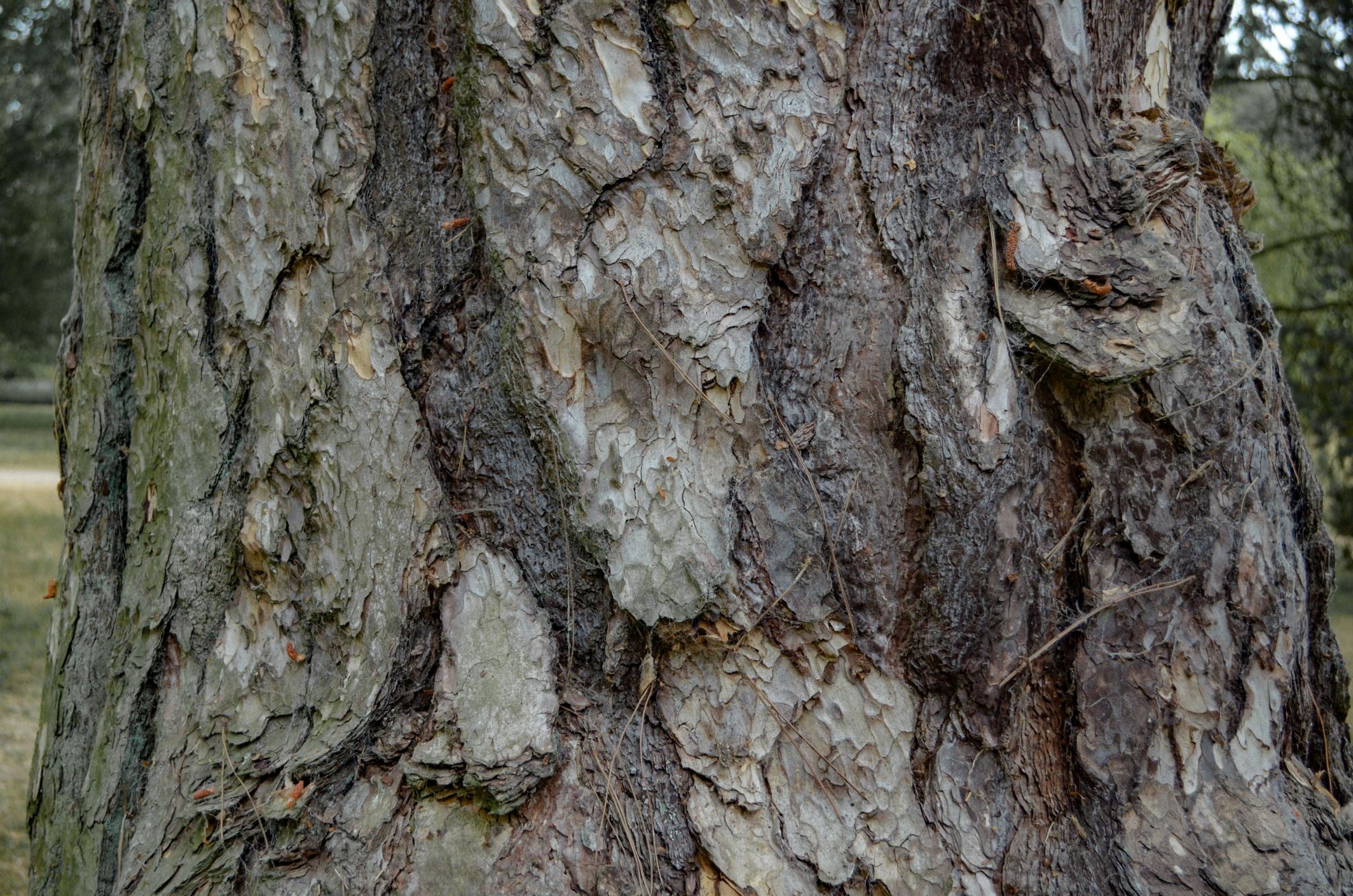 Image of Pinus nigra subsp. pallasiana