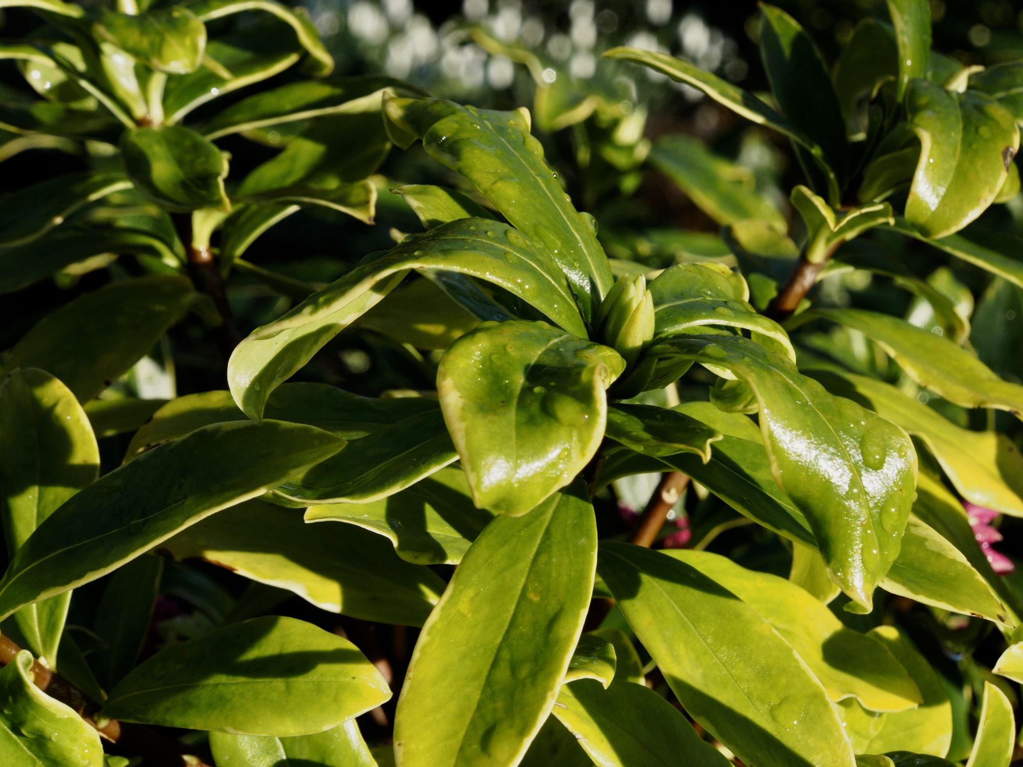 Image of Daphne odora 'Aureo-marginata'