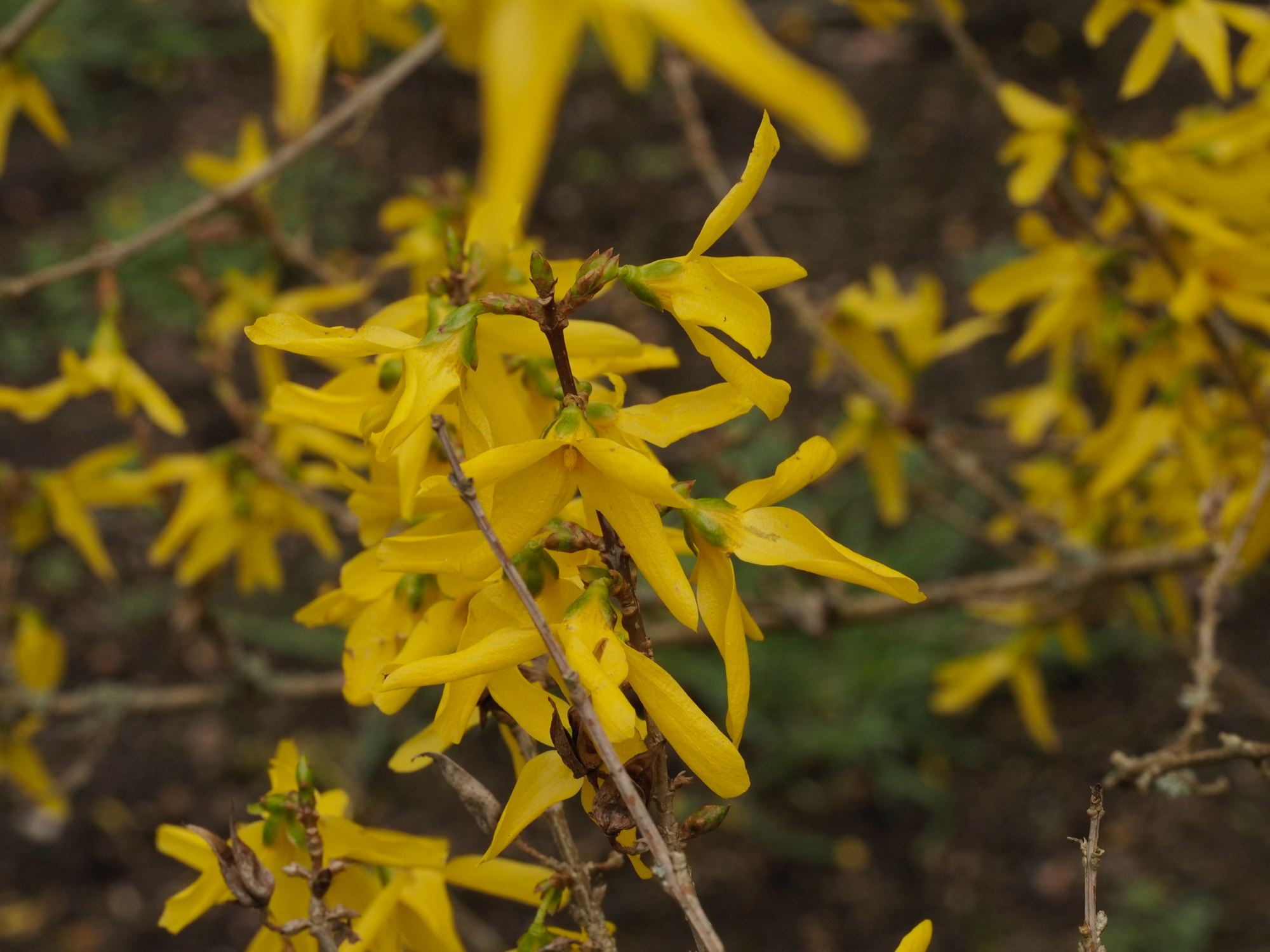 Image of Forsythia Ã— intermedia 'Spectabilis'