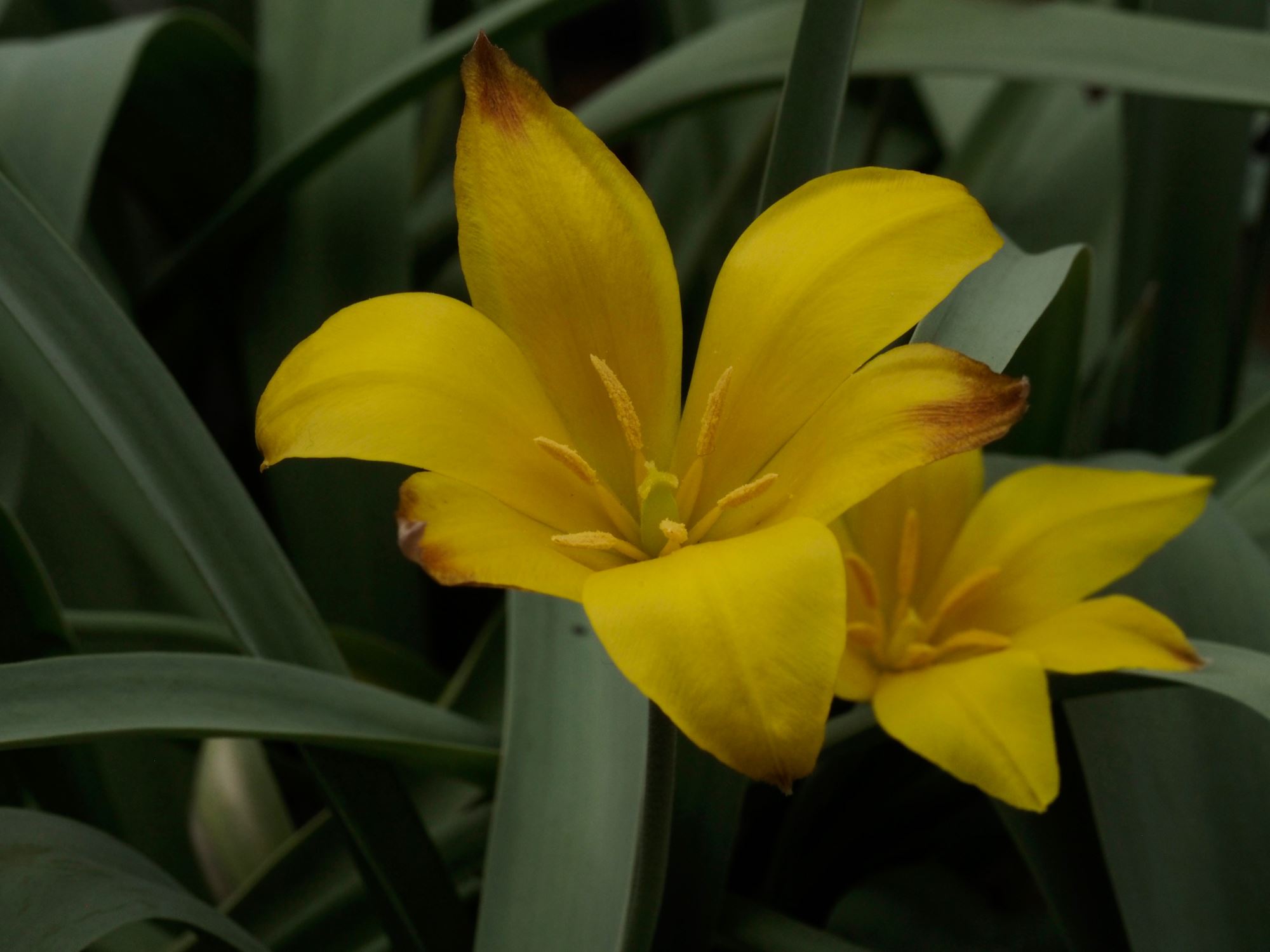 Image of Tulipa kolpakowskiana