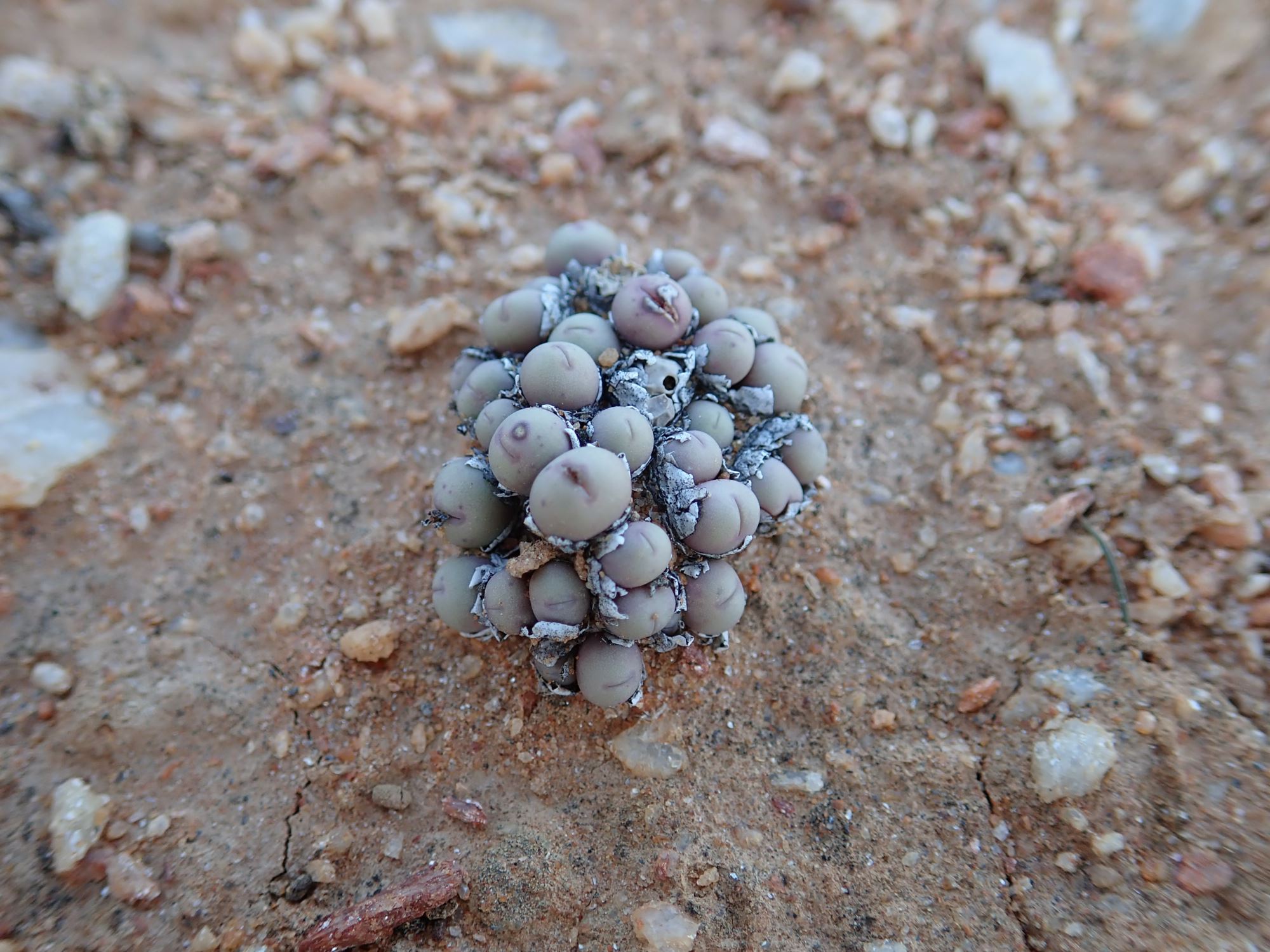 Image of Conophytum obscurum