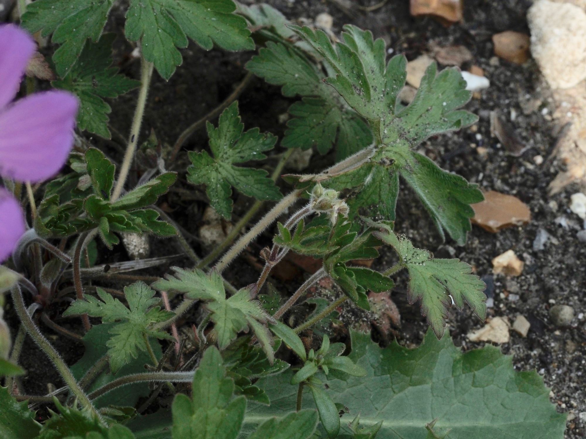 Image of Geranium pratense var. stewartianum 'Raina'