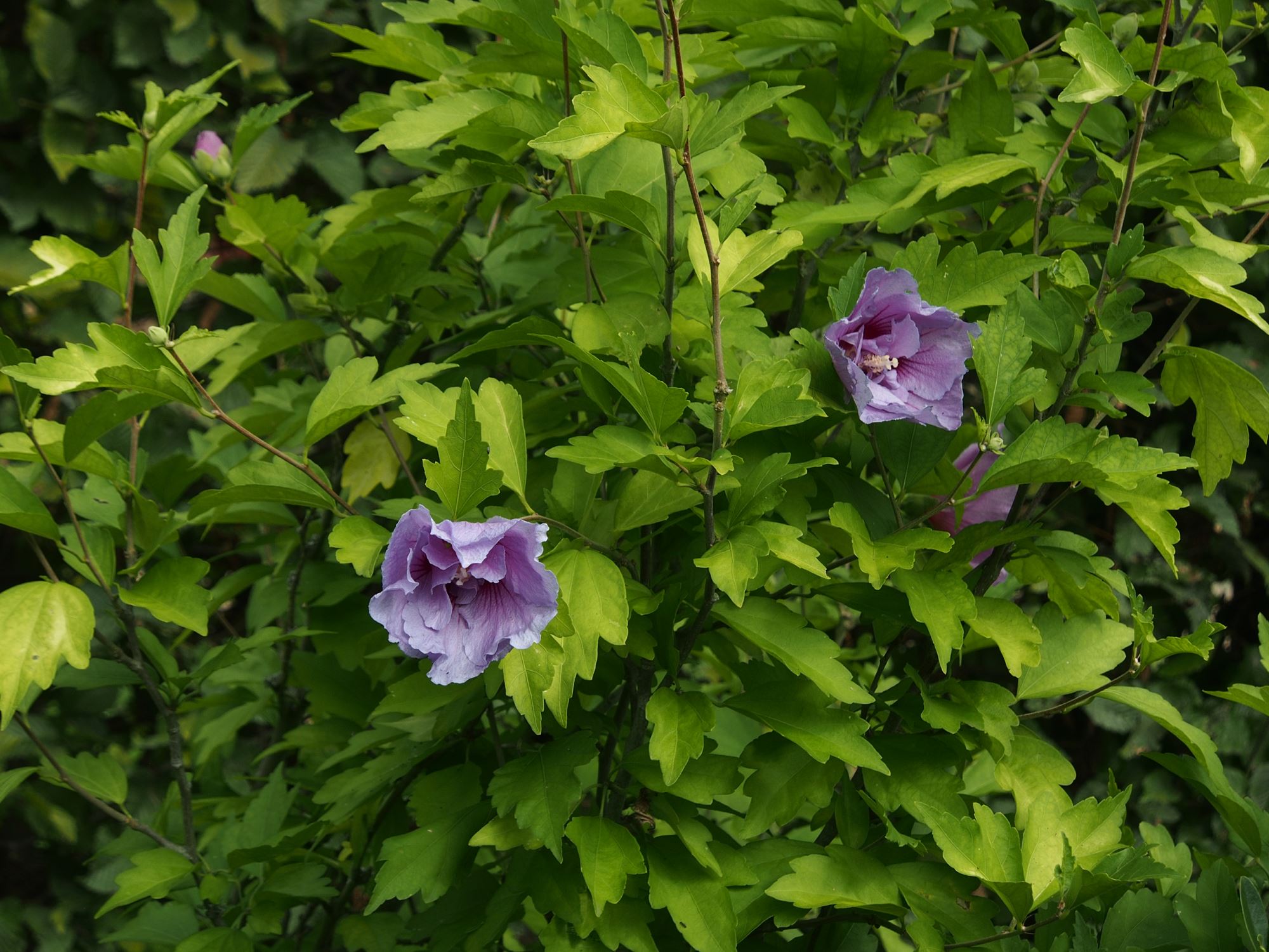 Image of Hibiscus 'Lavender Chiffon'