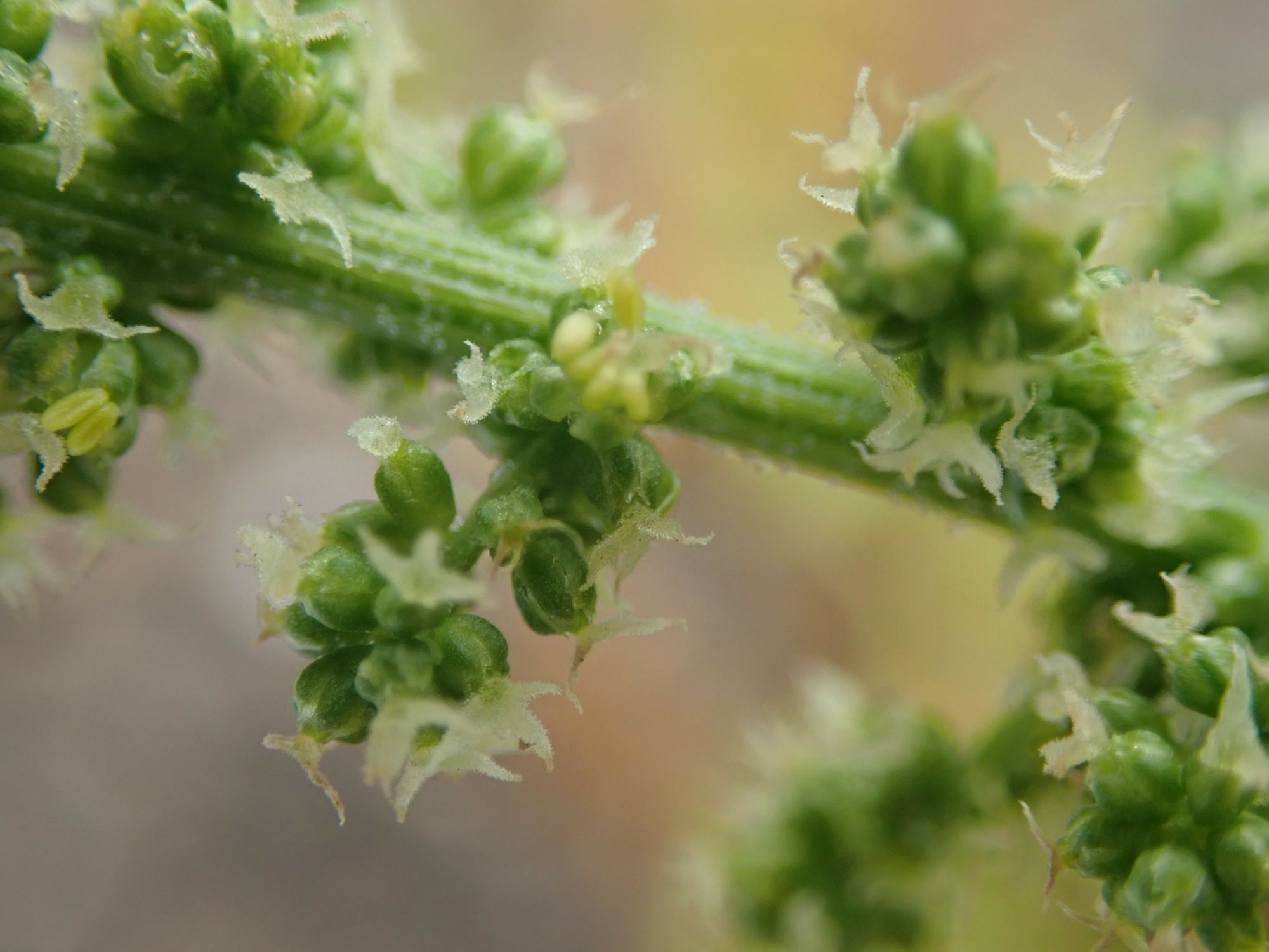 Image of Chenopodium bonus-henricus