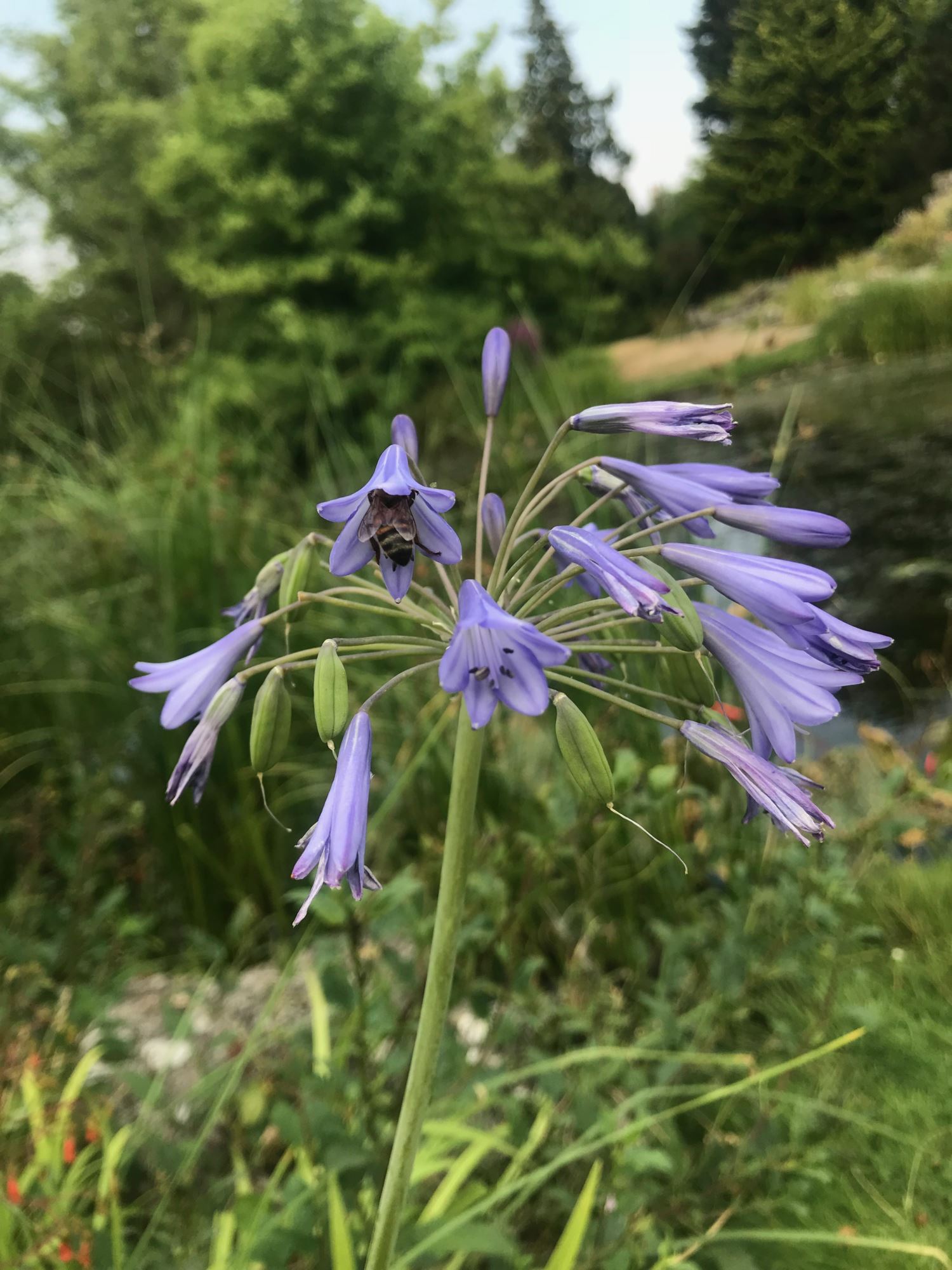 Image of Agapanthus africanus subsp. africanus