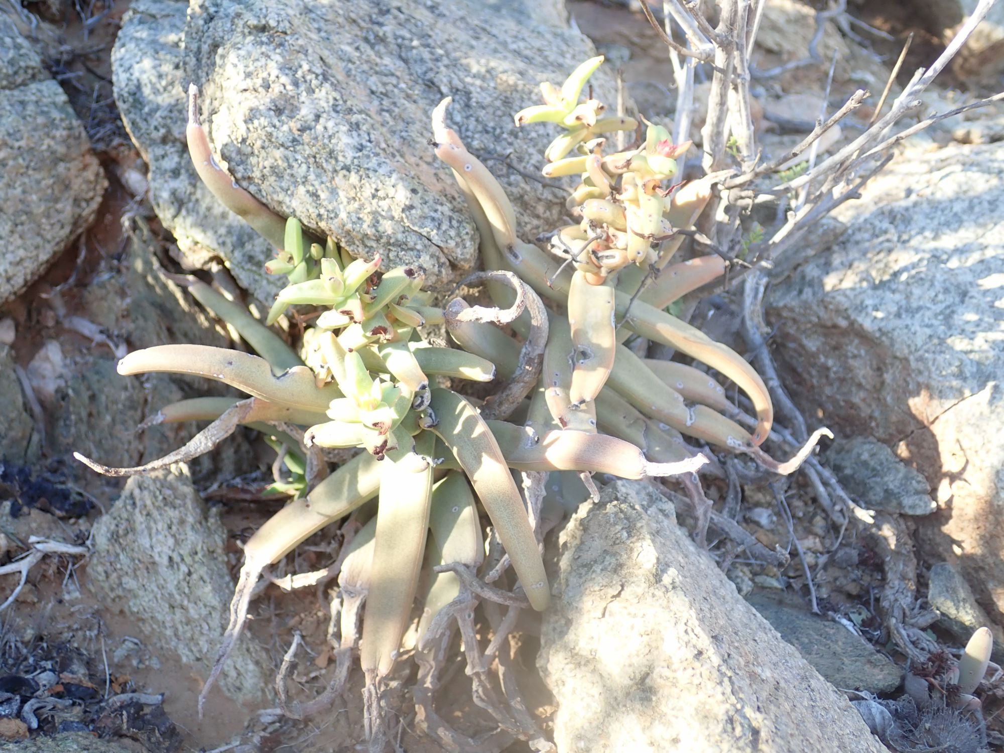 Image of Crassula fusca