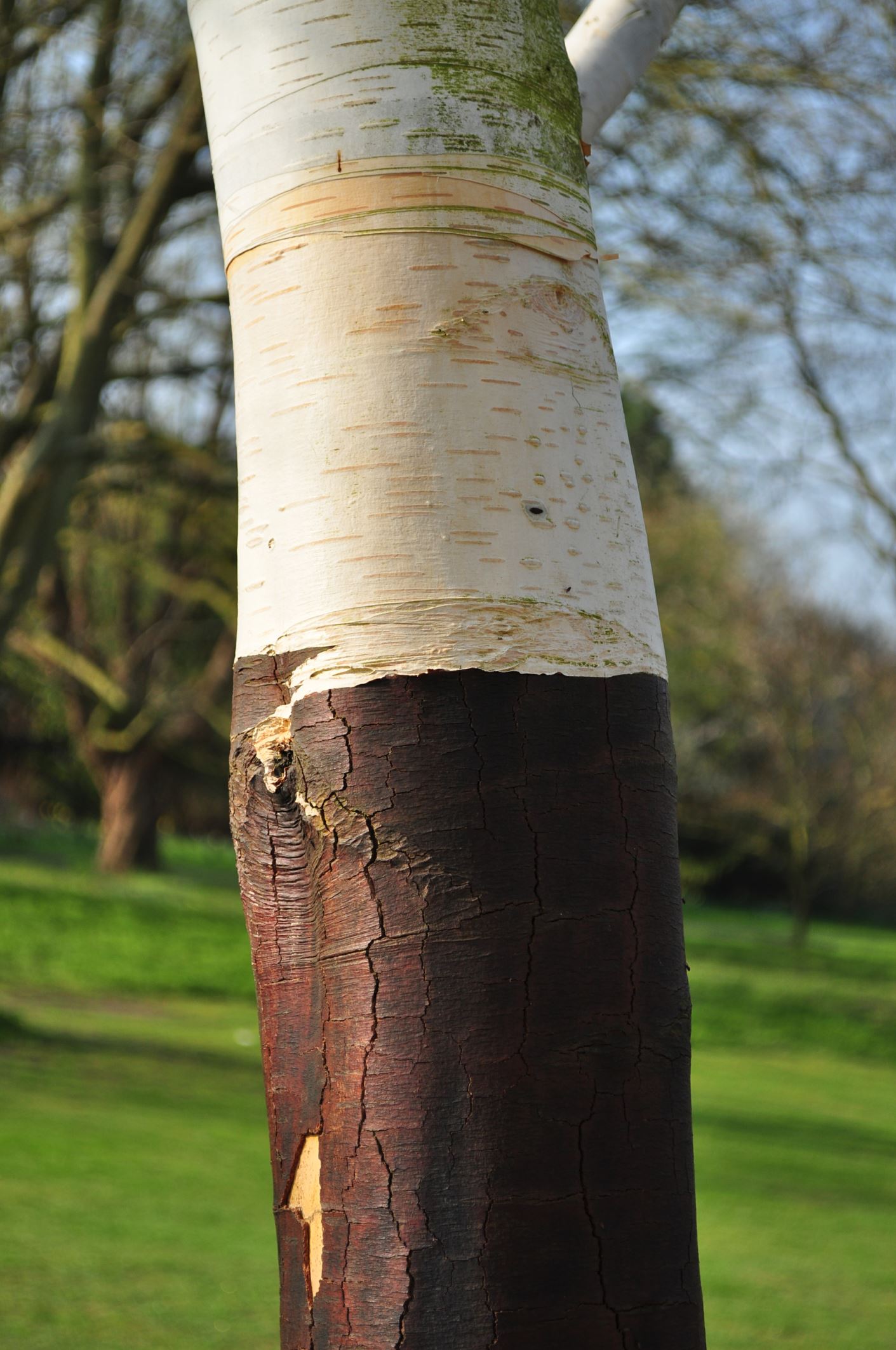 Image of Betula utilis subsp. jacquemontii
