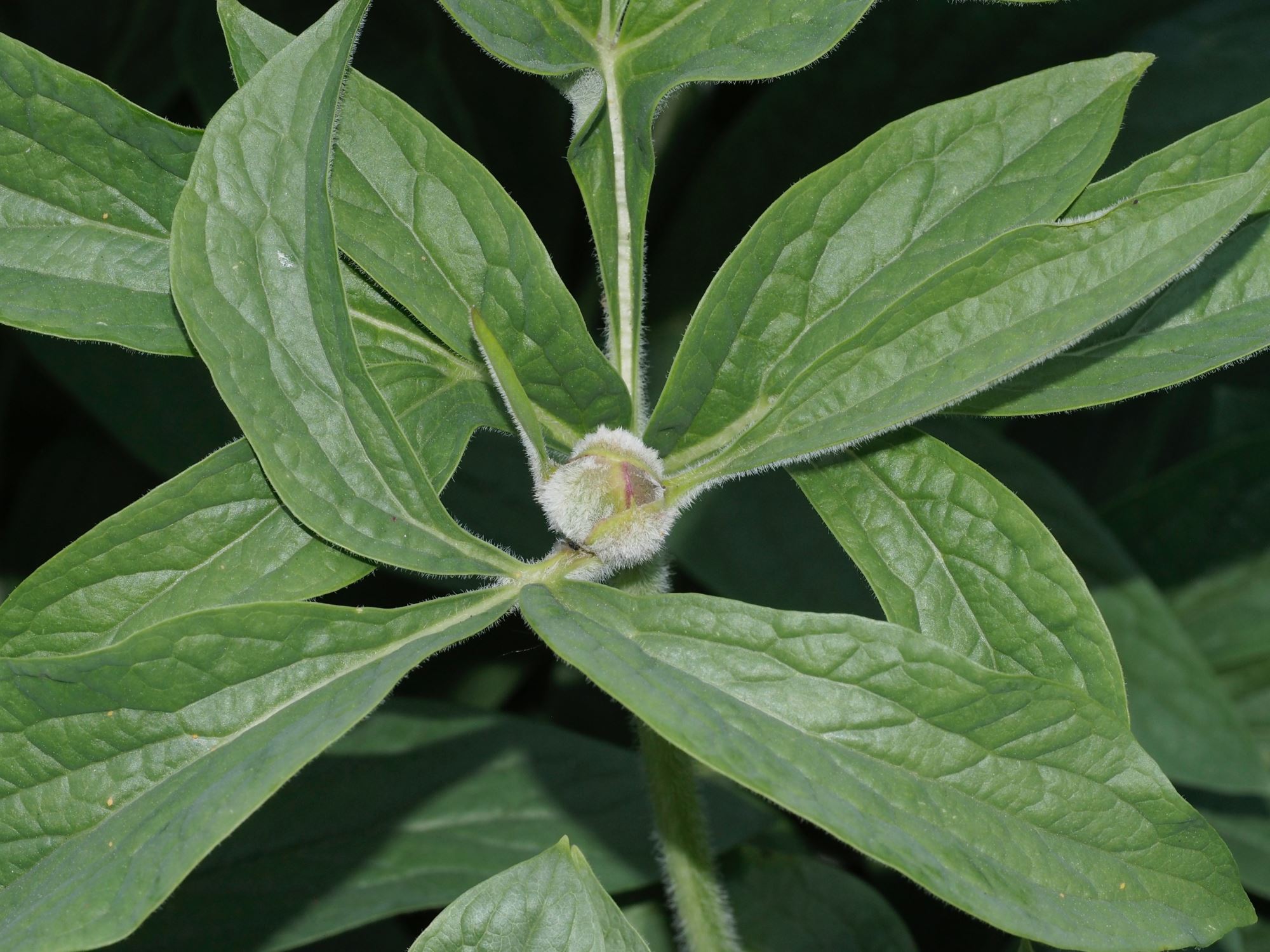 Image of Paeonia mascula subsp. arietina