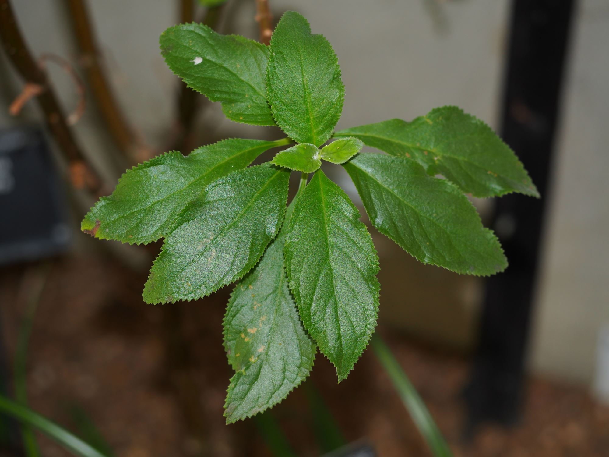 Image of Paliavana prasinata