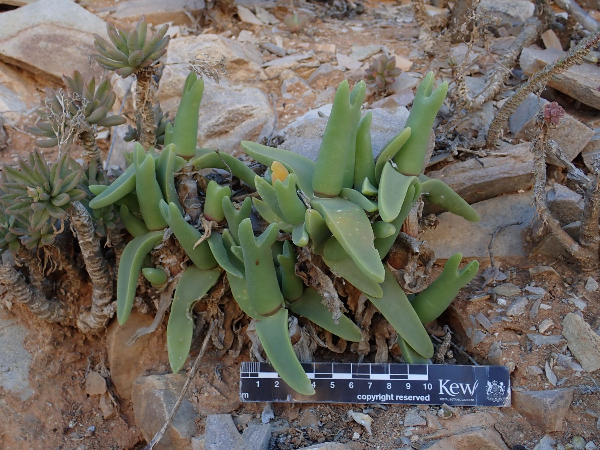 Image of Mitrophyllum mitratum