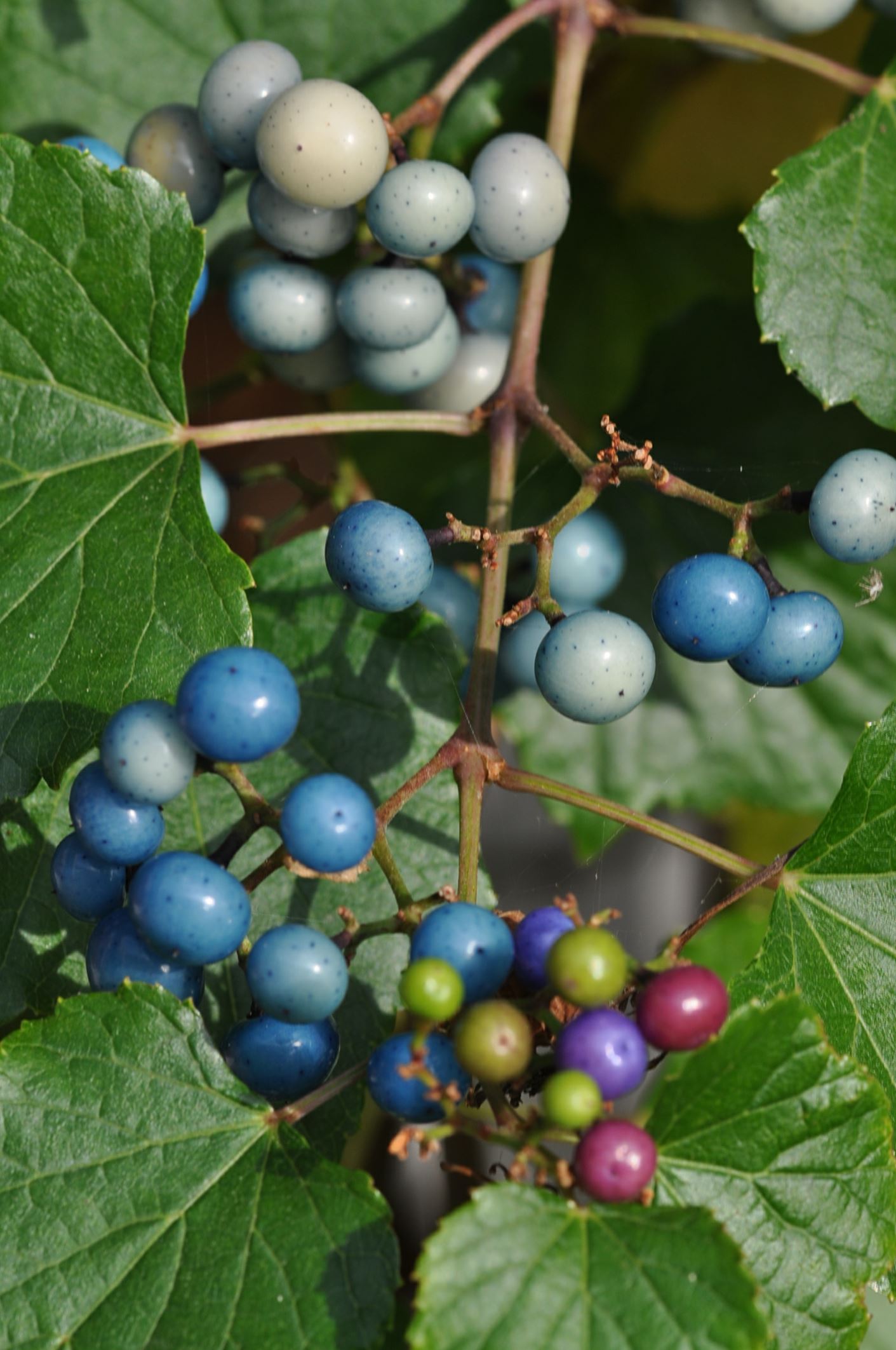 Image of Ampelopsis brevipedunculata