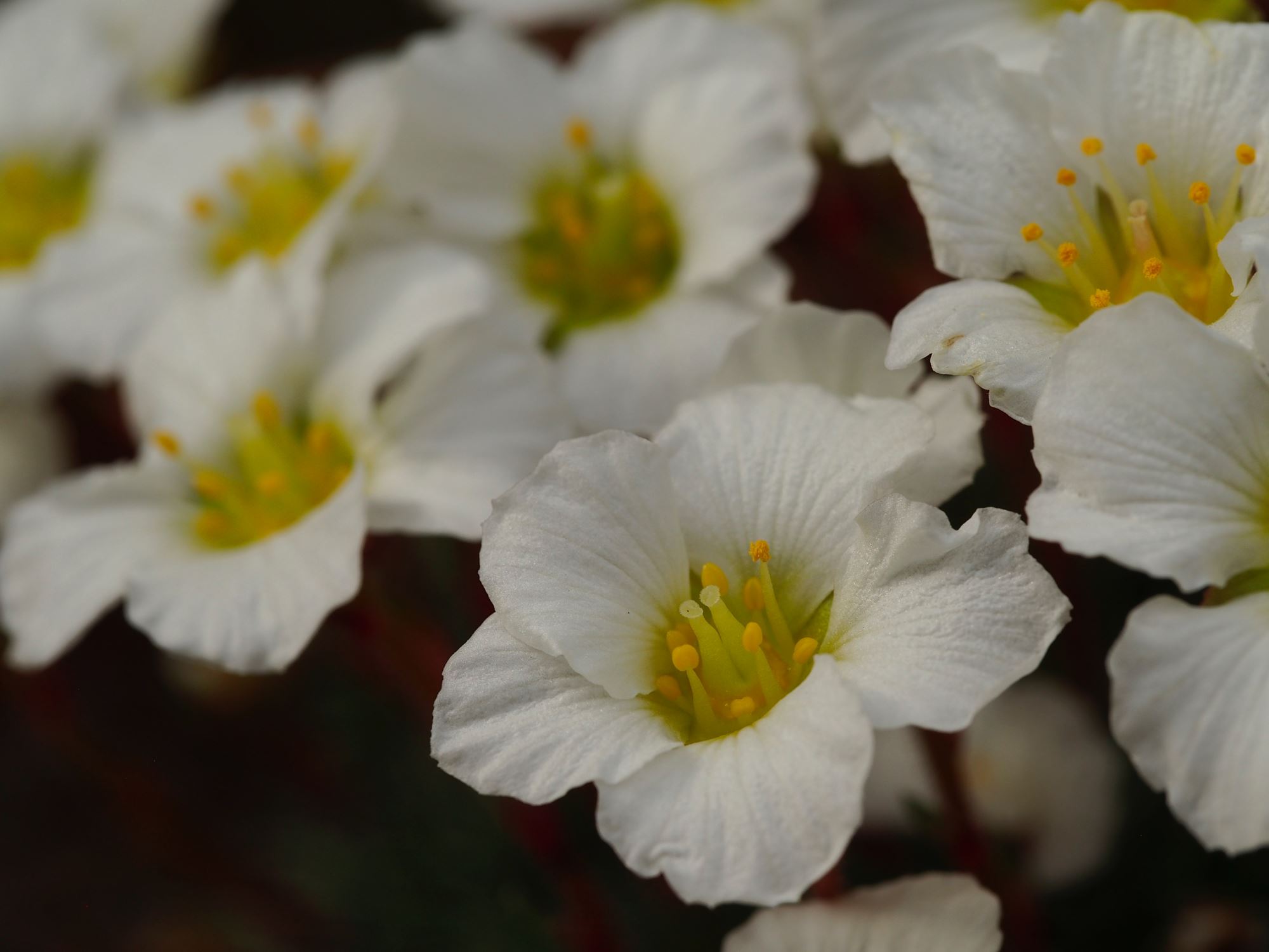 Image of Saxifraga berica