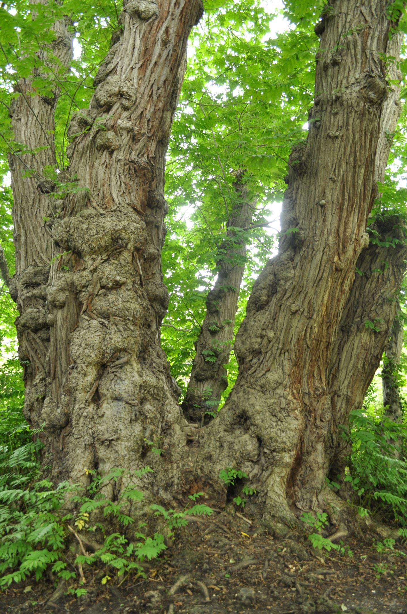 Image of Pterocarya fraxinifolia