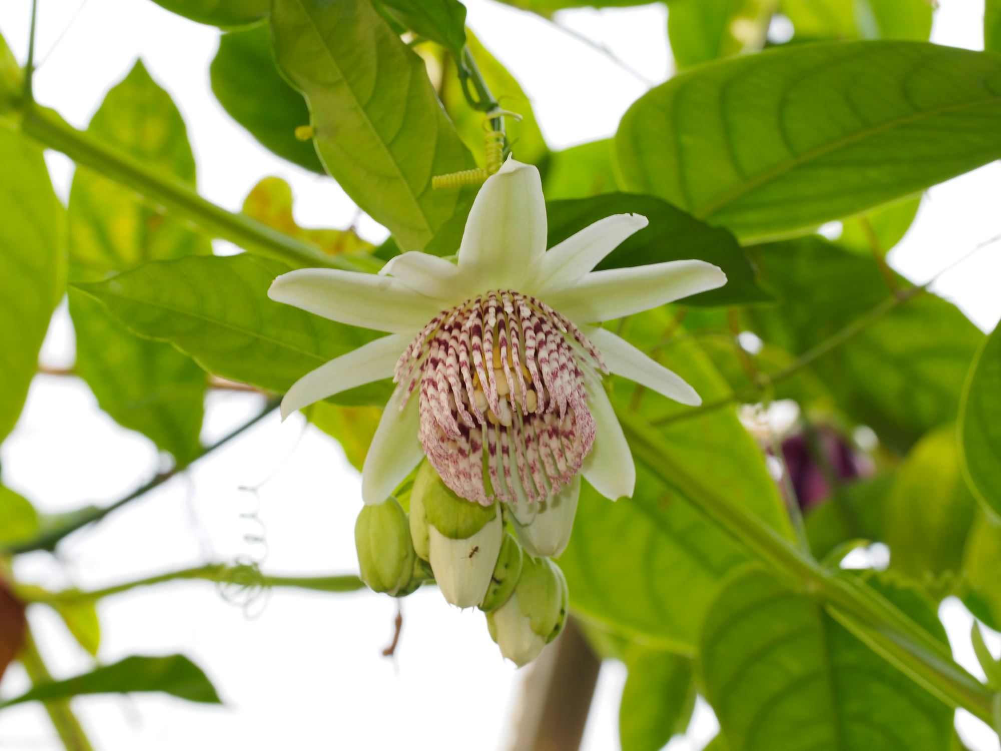 Image of Passiflora nigradenia