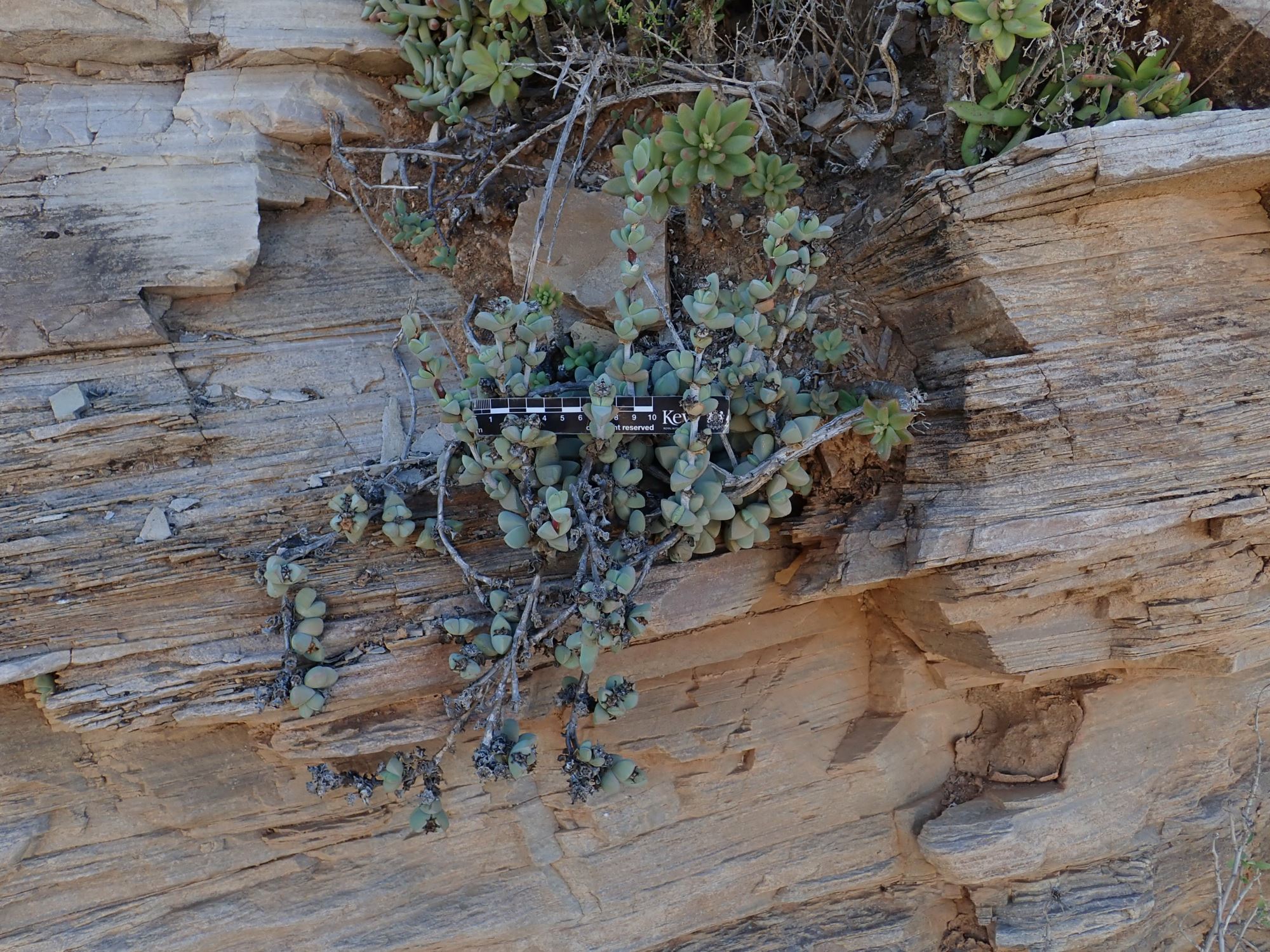Image of Antimima sp.