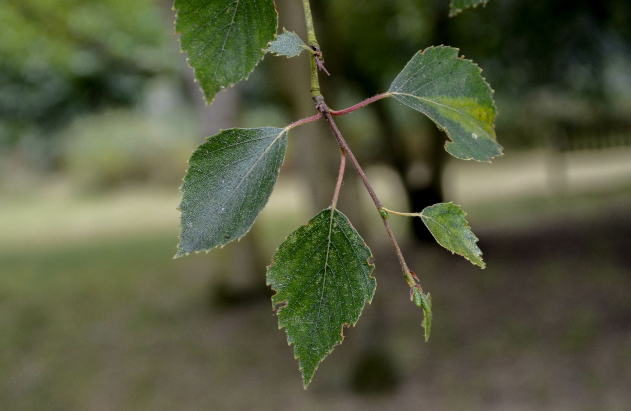 Image of Betula pubescens var. pubescens