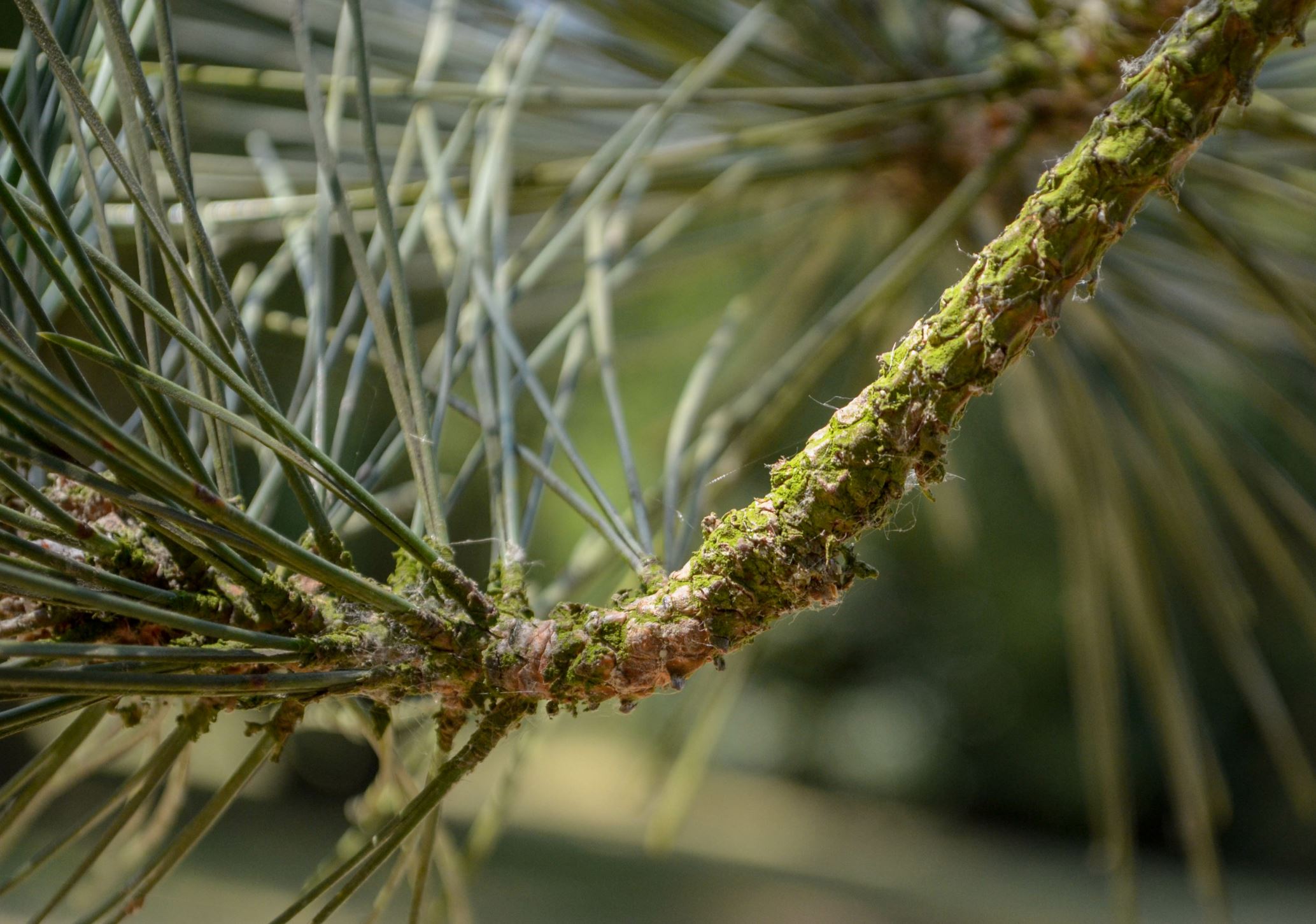 Image of Pinus nigra subsp. salzmannii